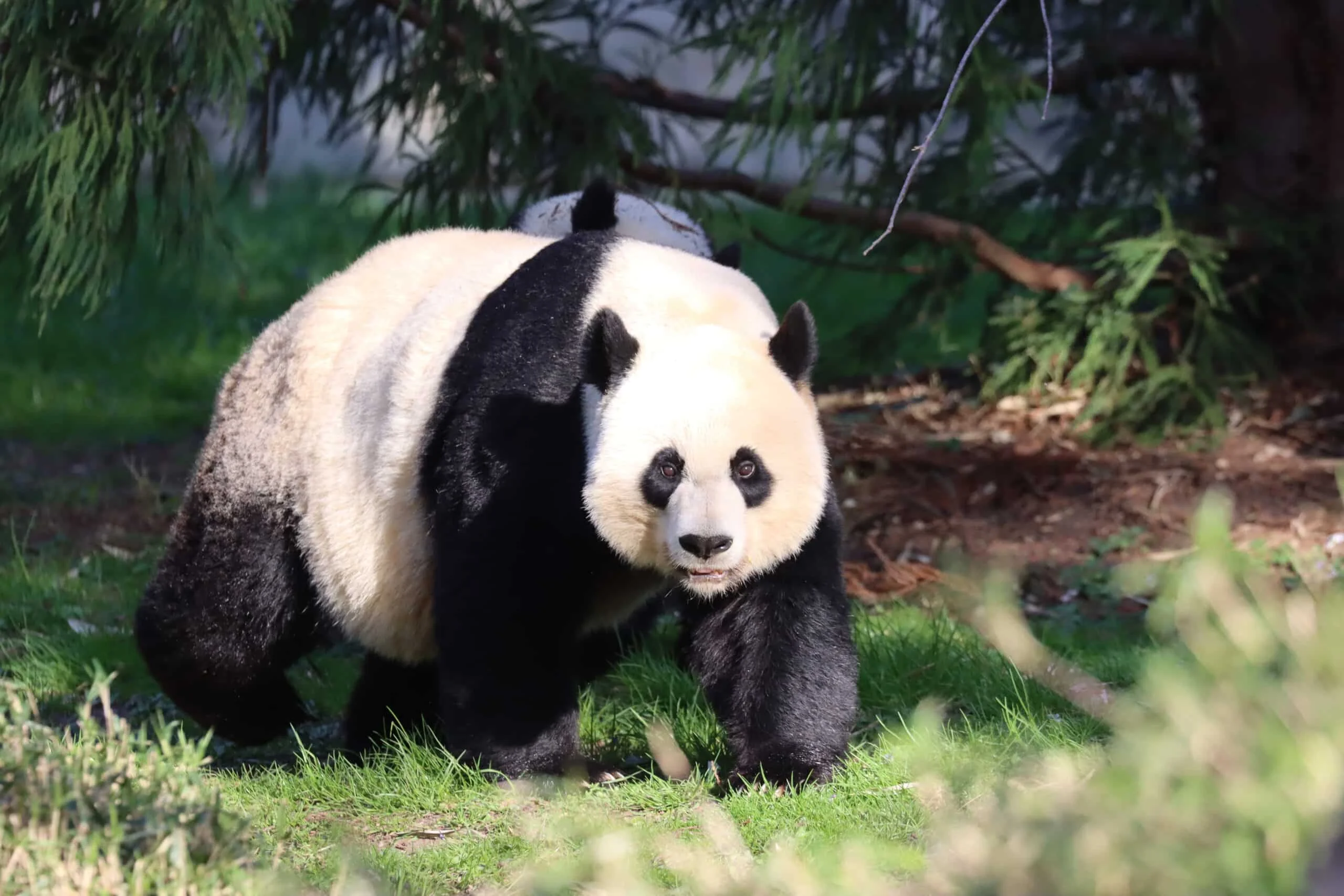 Smithsonian's National Zoo