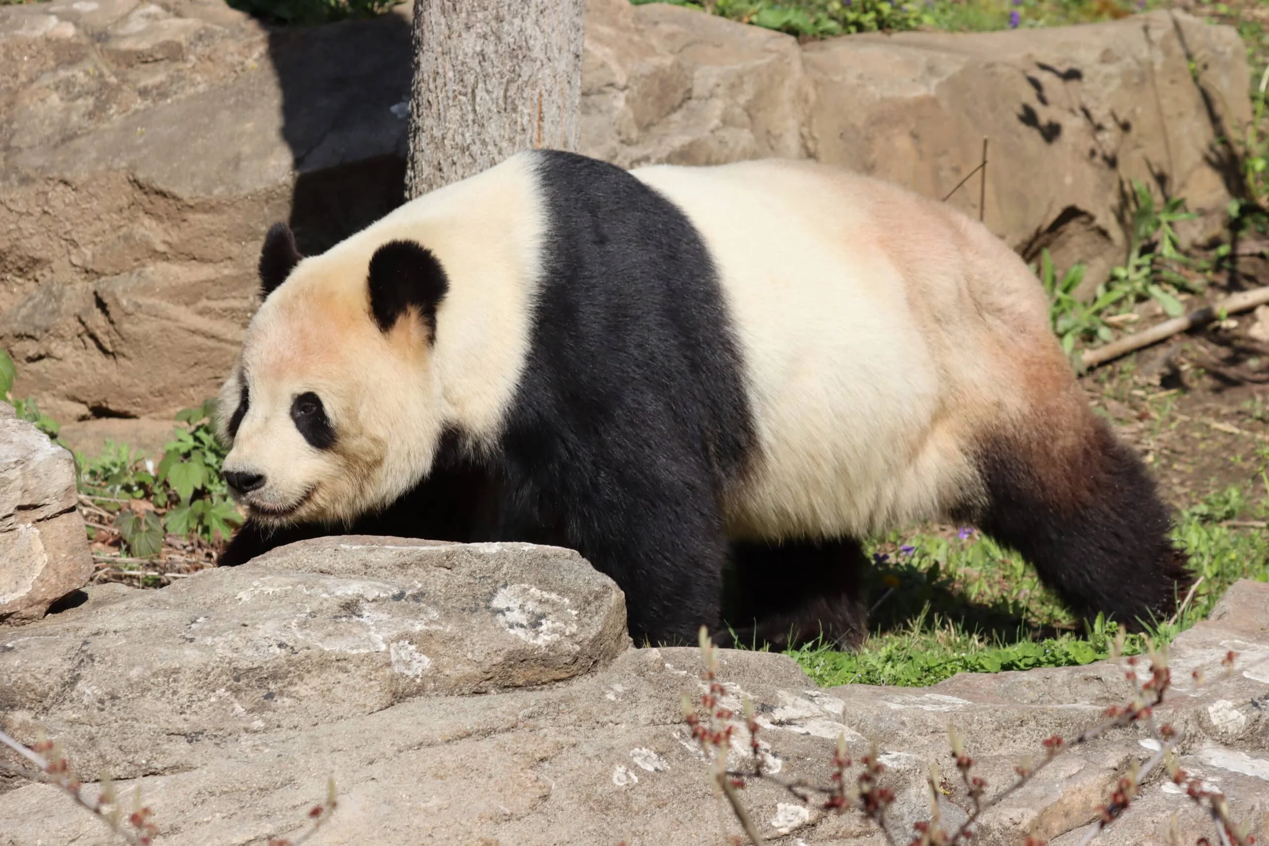 Smithsonian's National Zoo