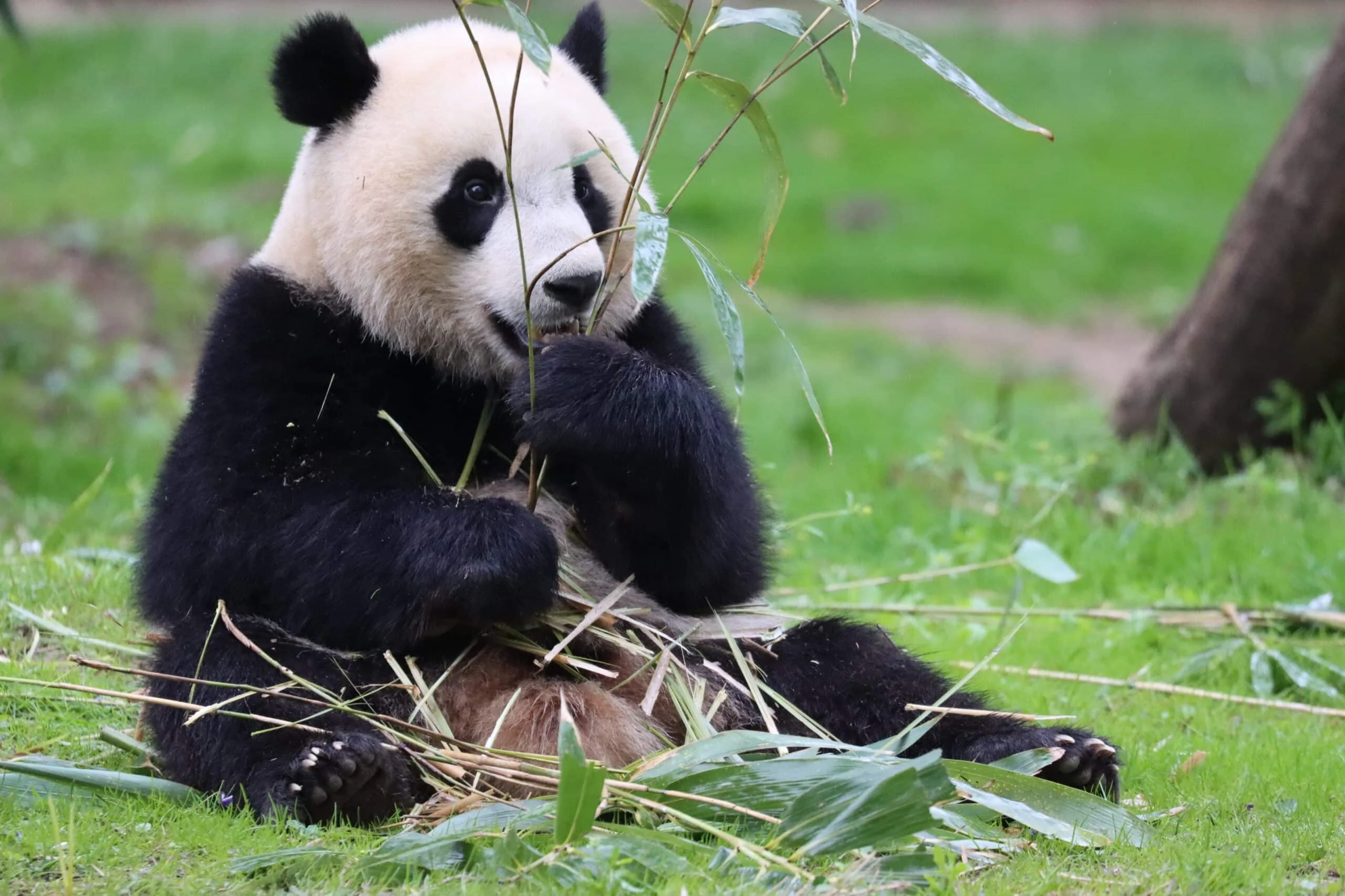 Smithsonian's National Zoo