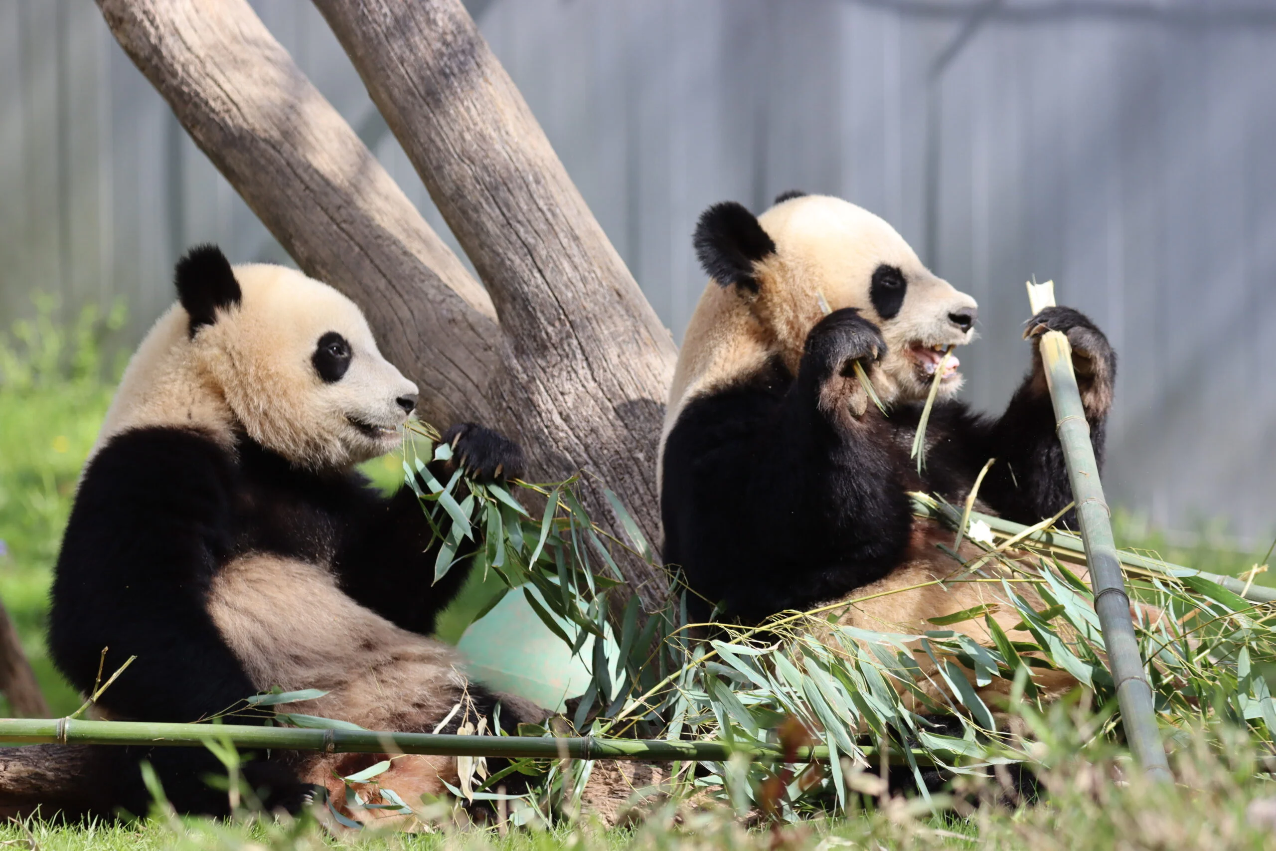 Smithsonian's National Zoo
