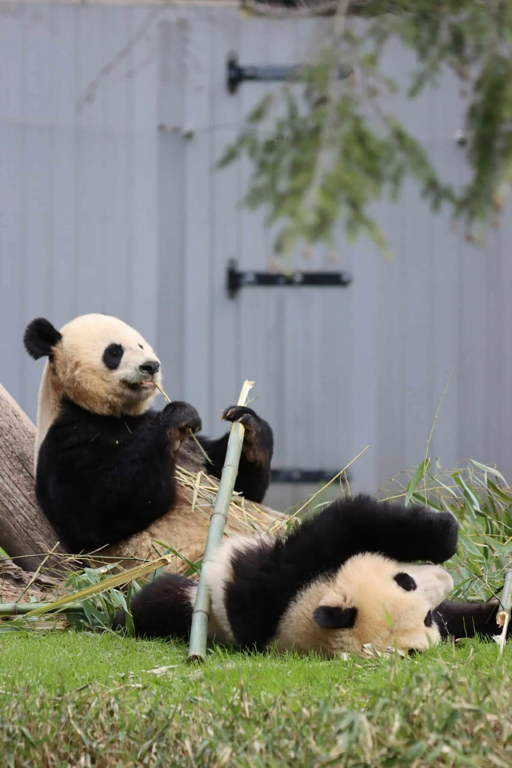 Smithsonian's National Zoo