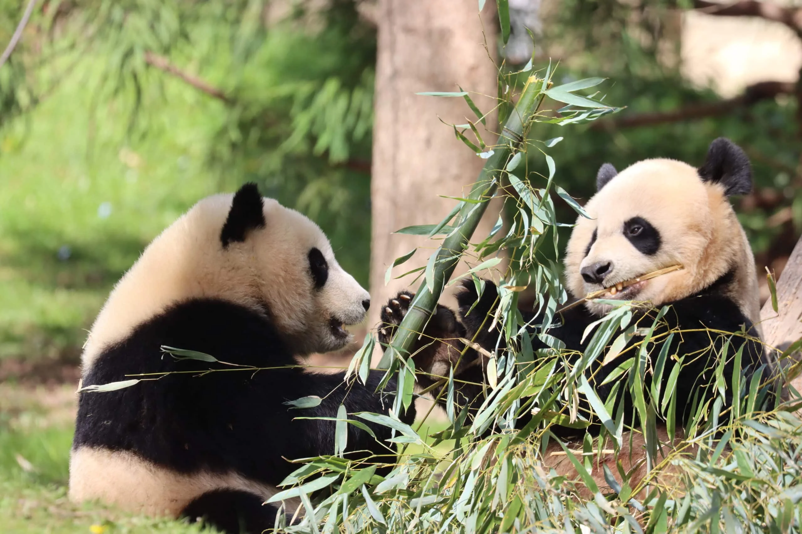 Smithsonian's National Zoo