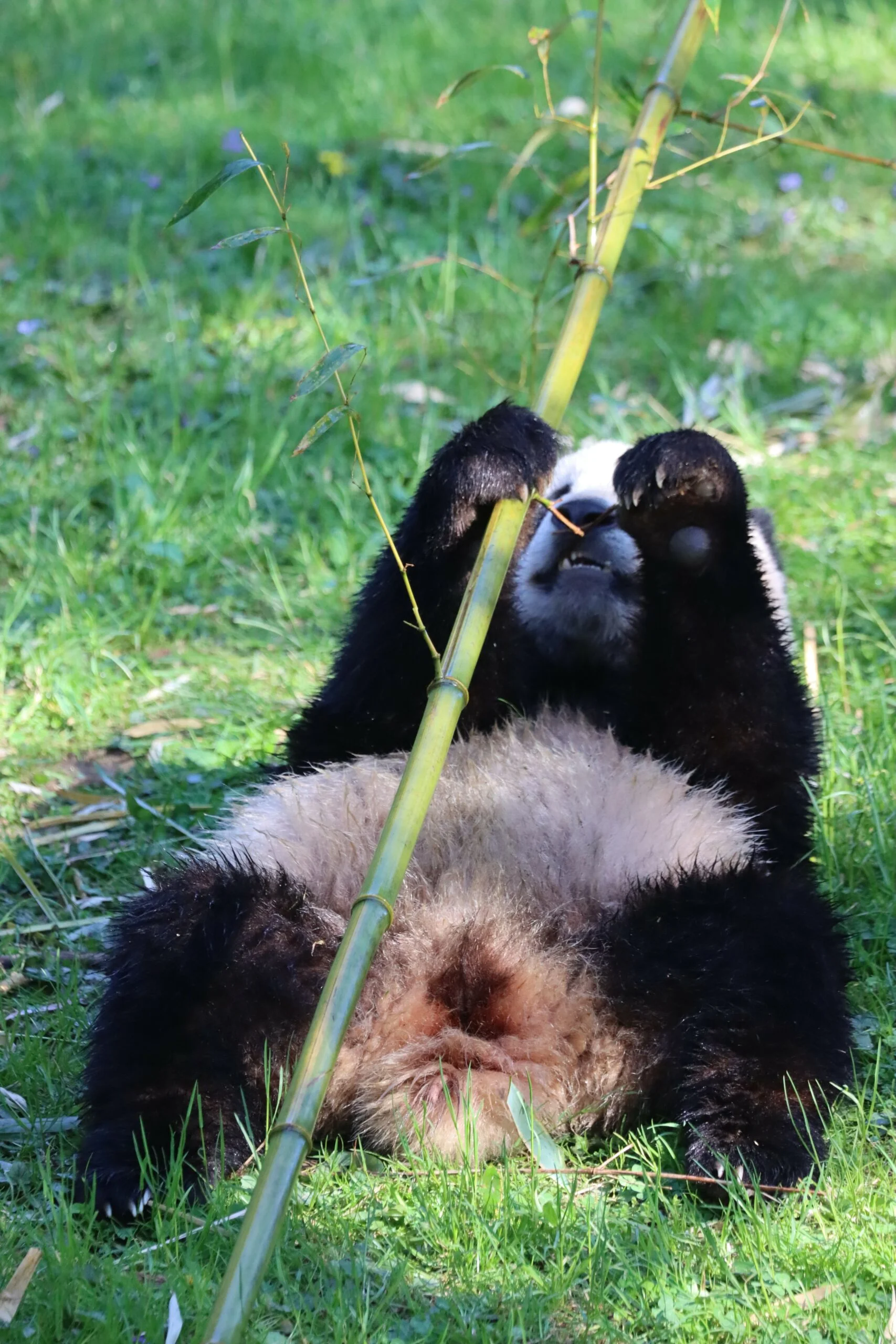 Smithsonian's National Zoo