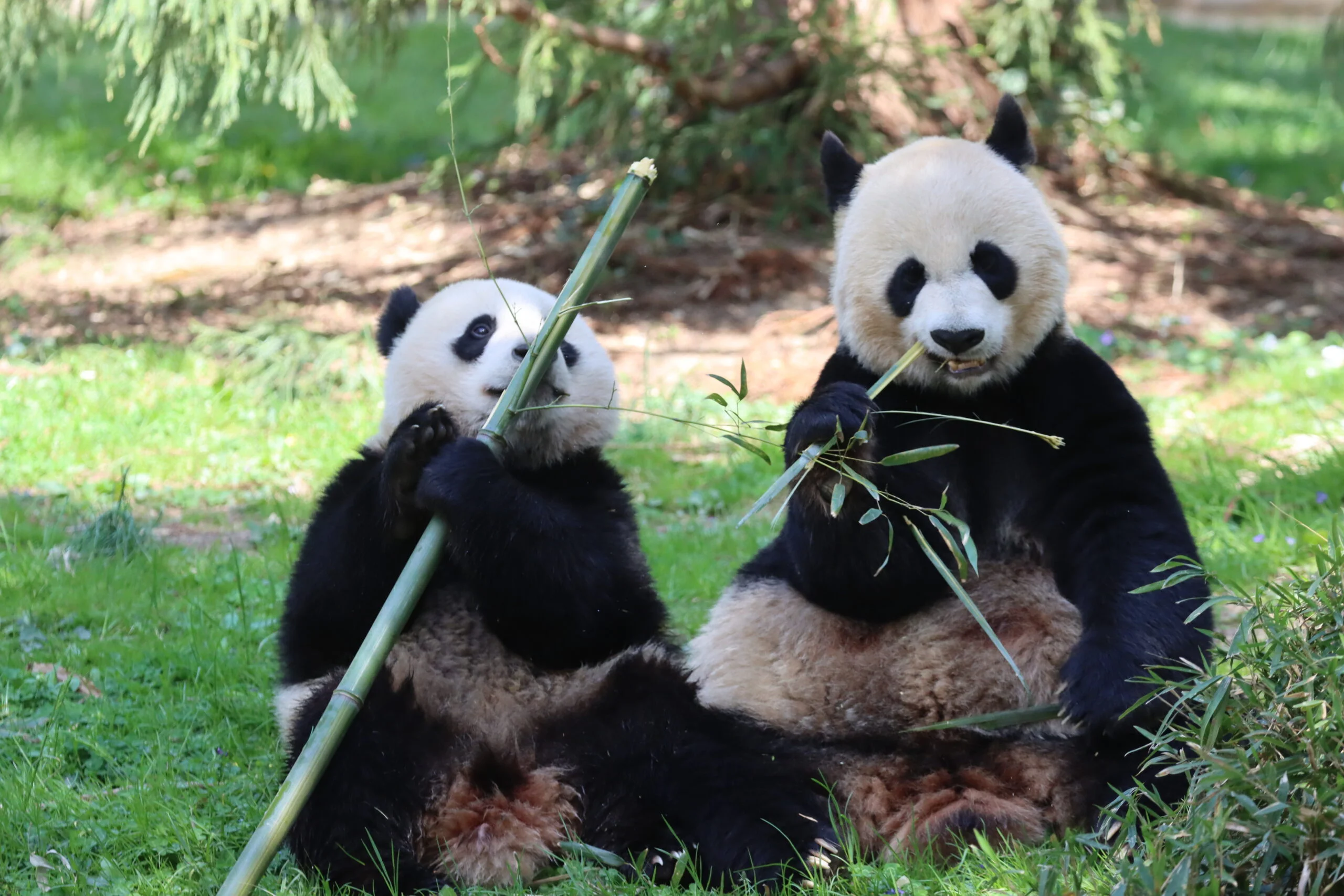 Smithsonian's National Zoo