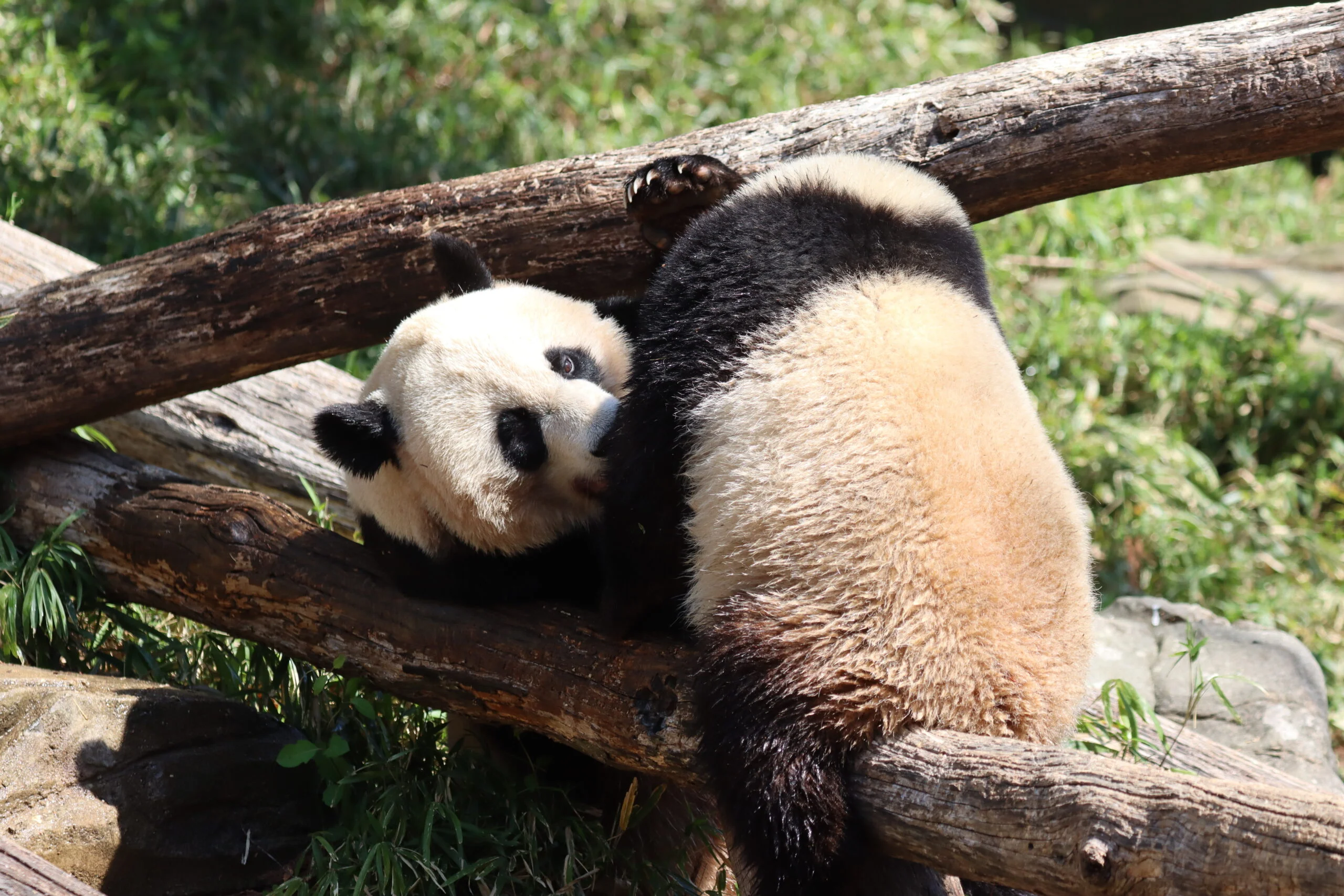 Smithsonian's National Zoo