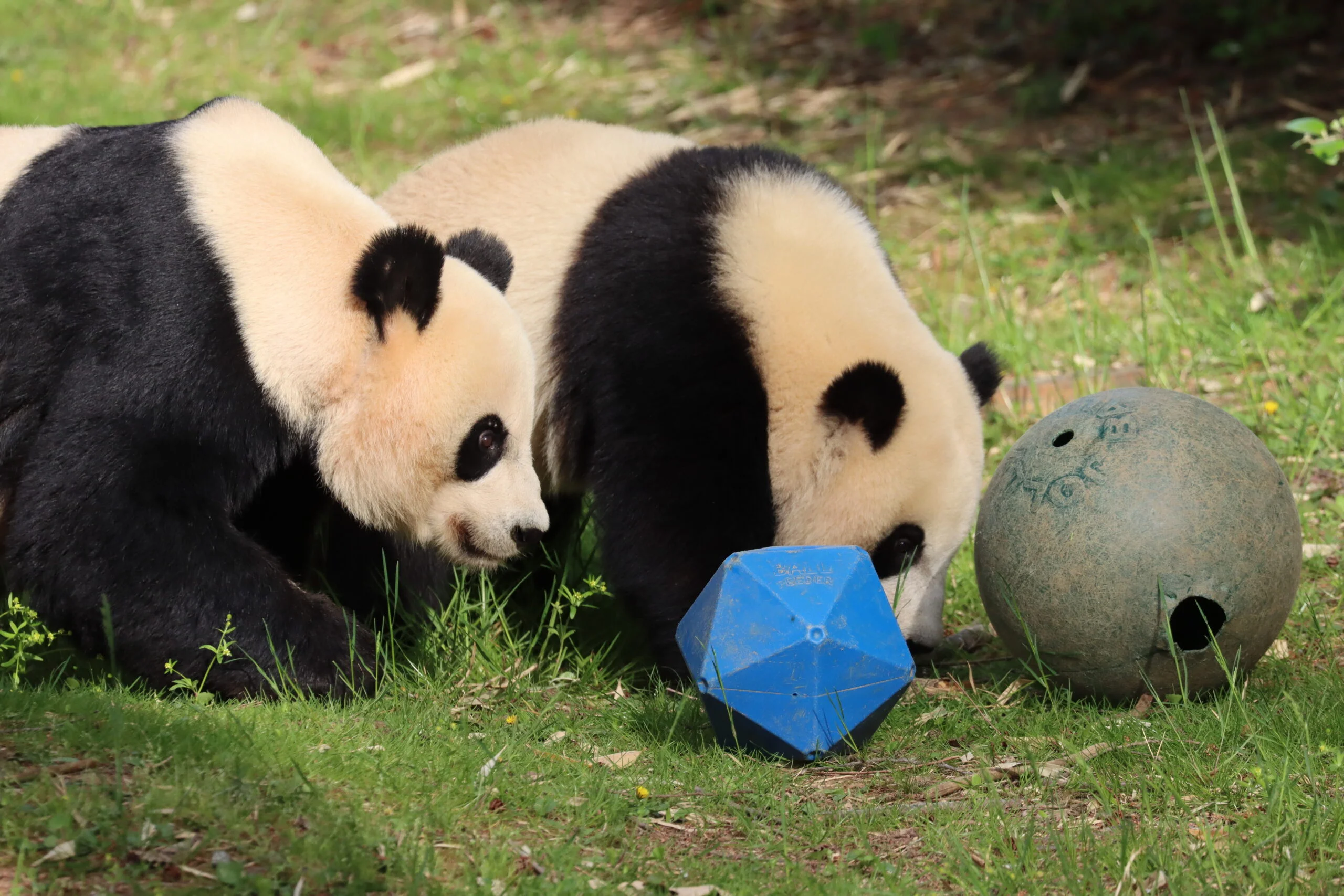 Smithsonian's National Zoo