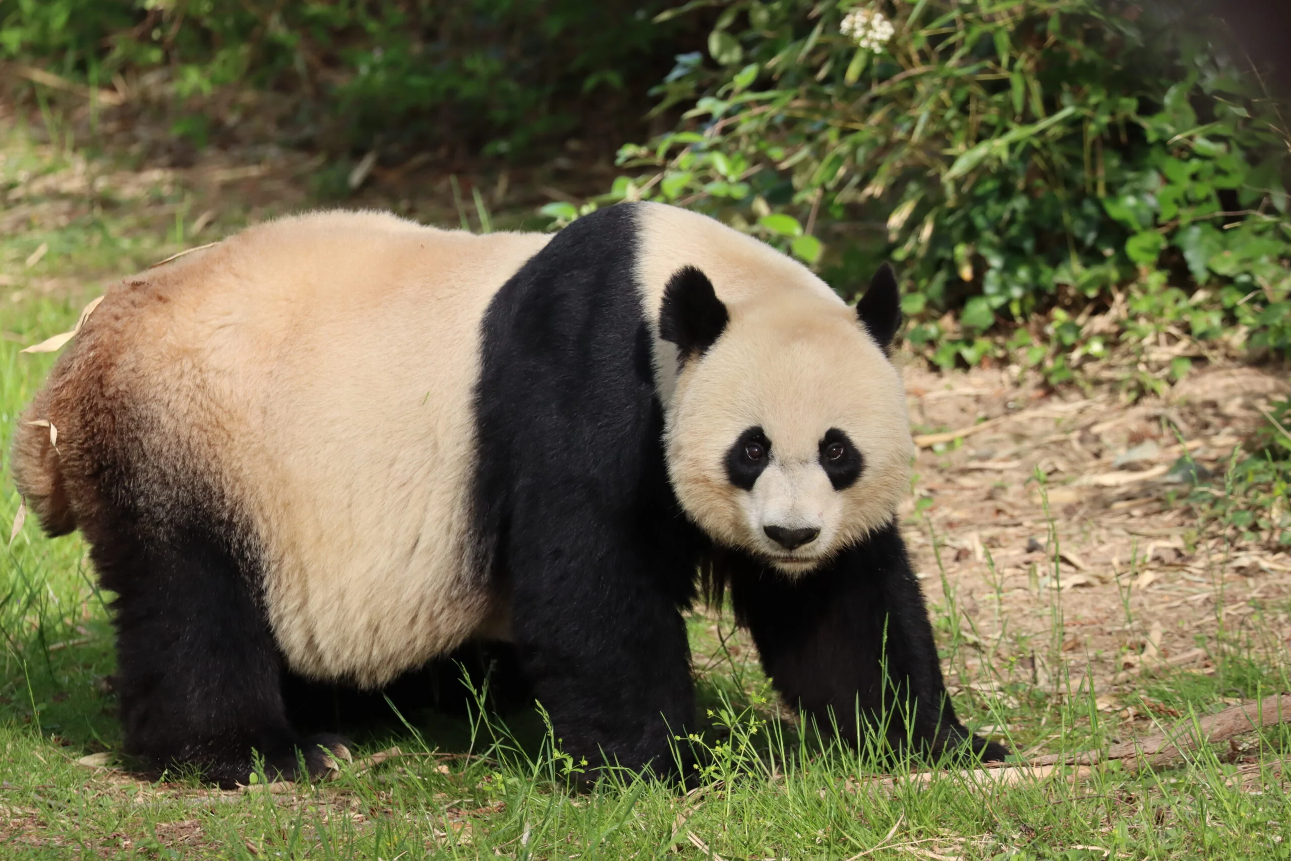 Smithsonian's National Zoo