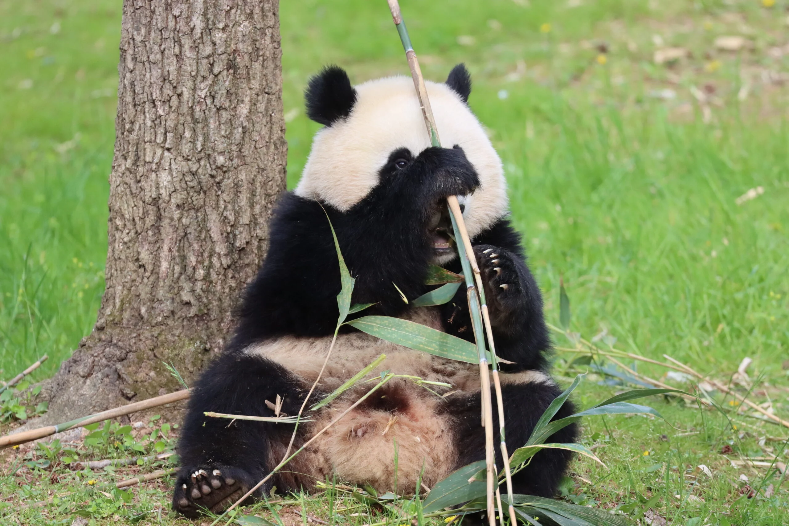 Smithsonian's National Zoo