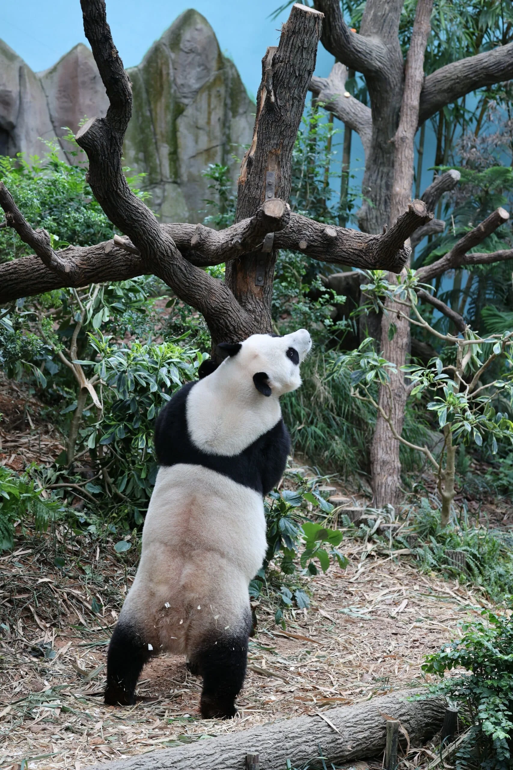 Mandai River Wonders