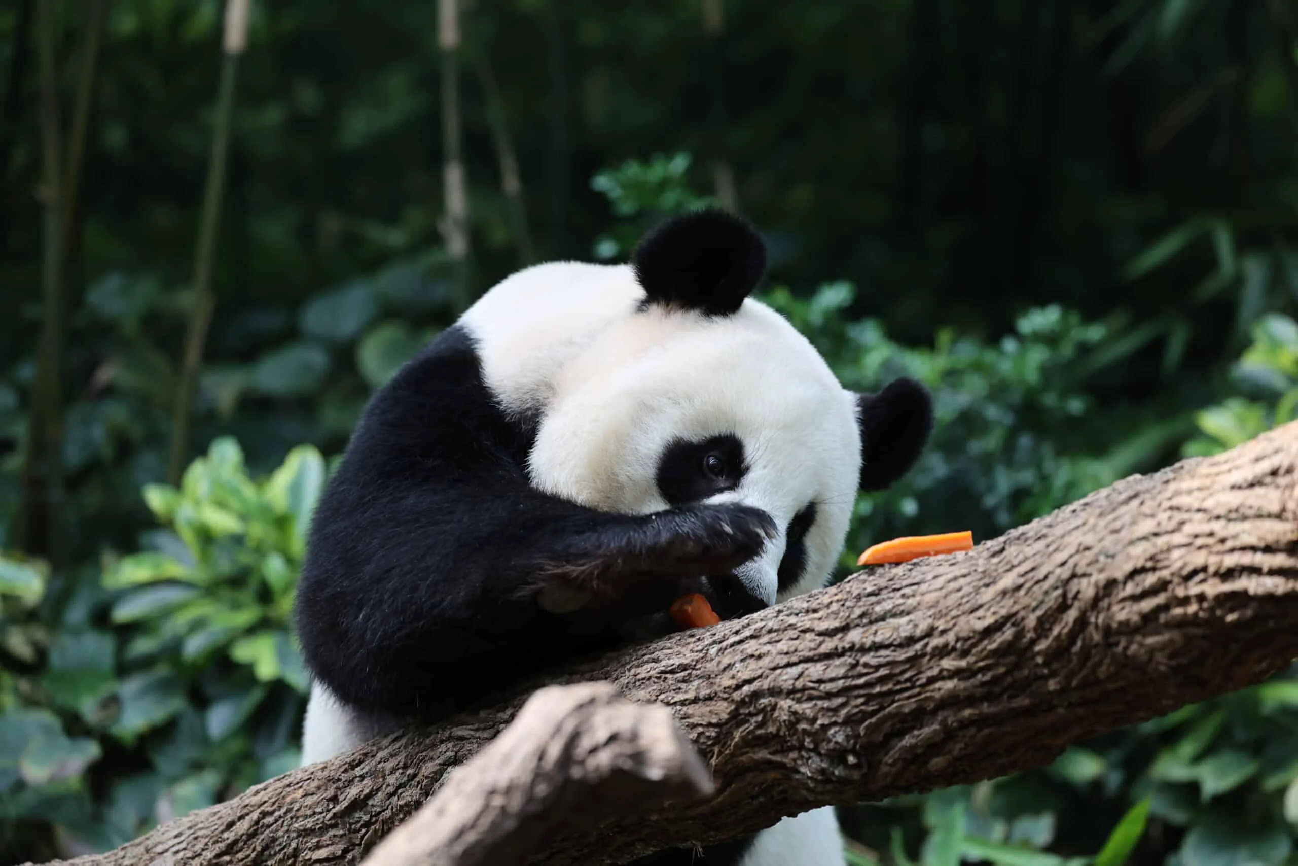 Mandai River Wonders