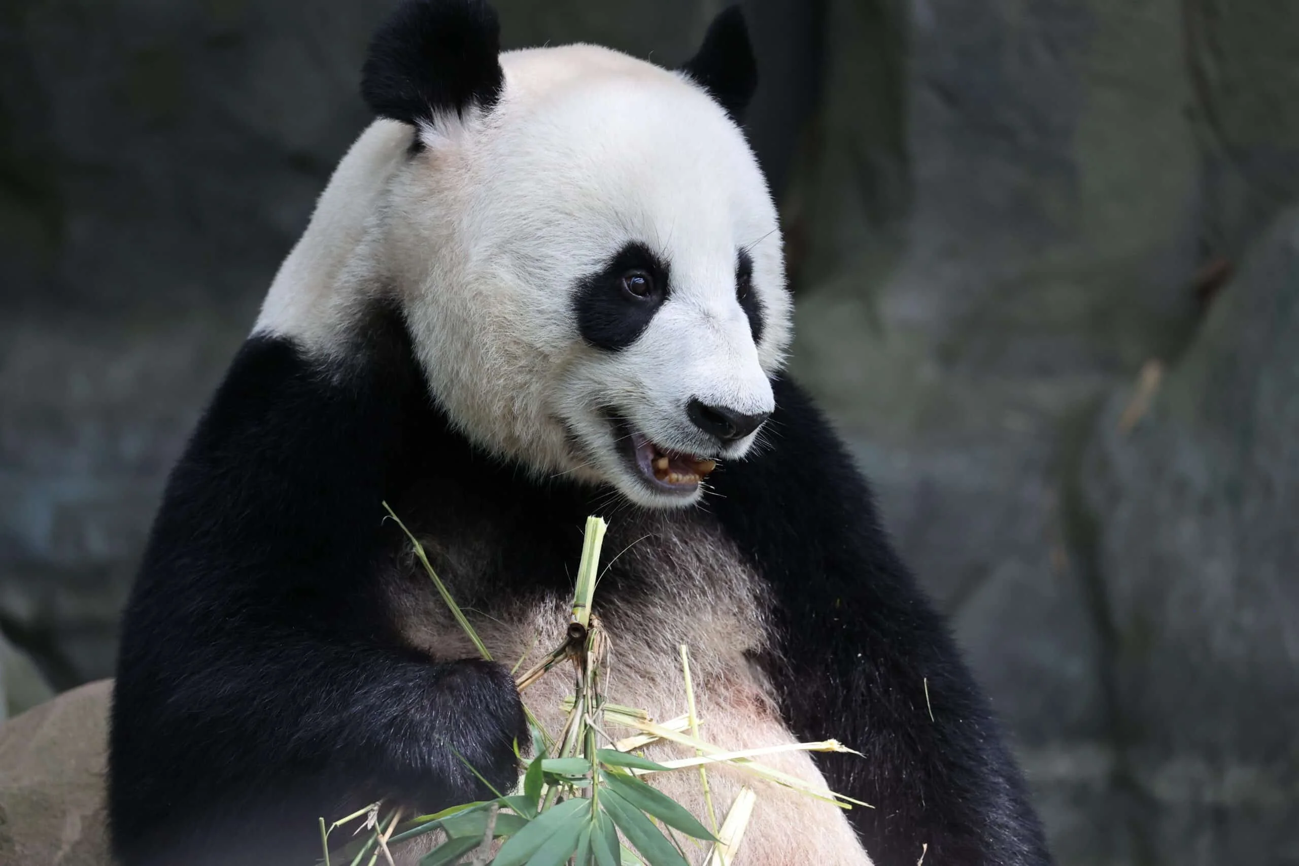 Mandai River Wonders