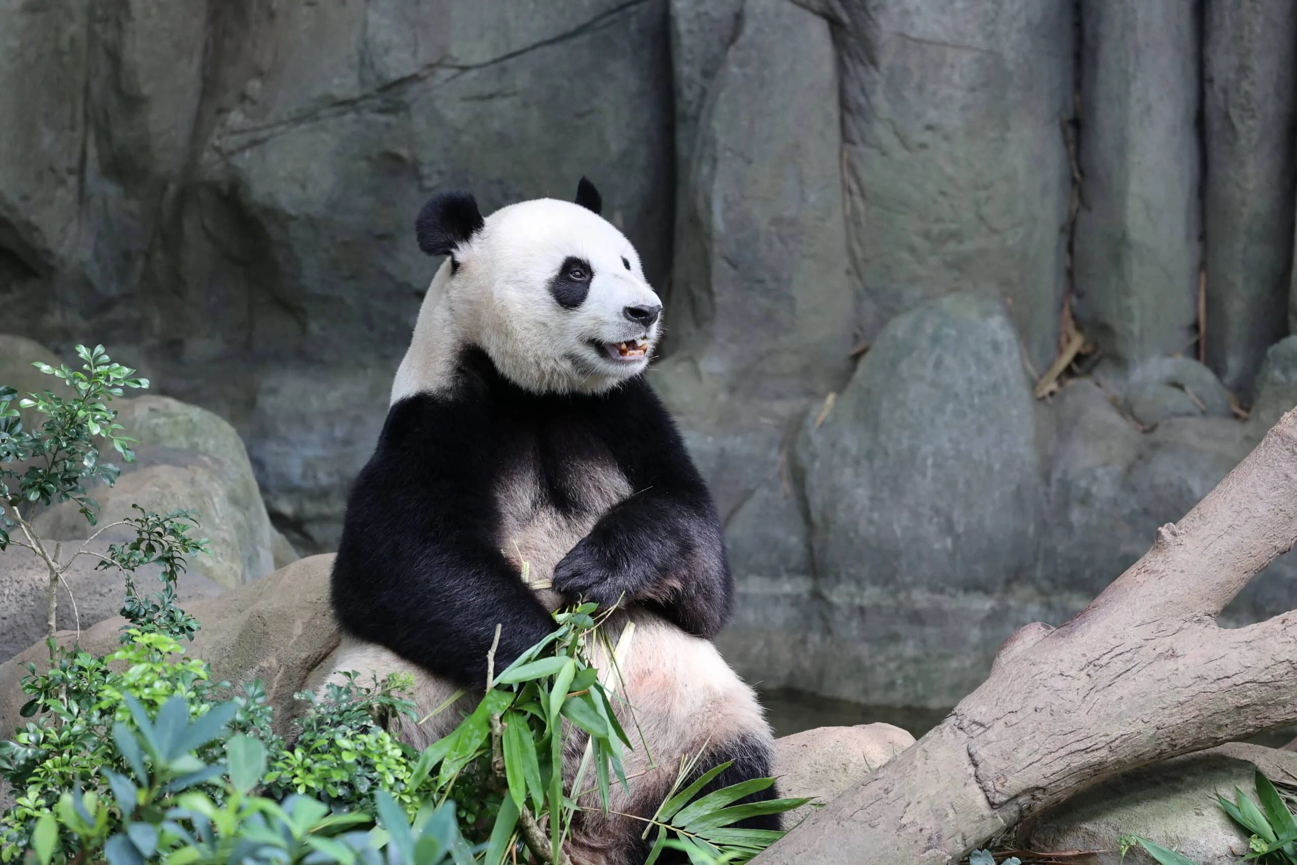 Mandai River Wonders