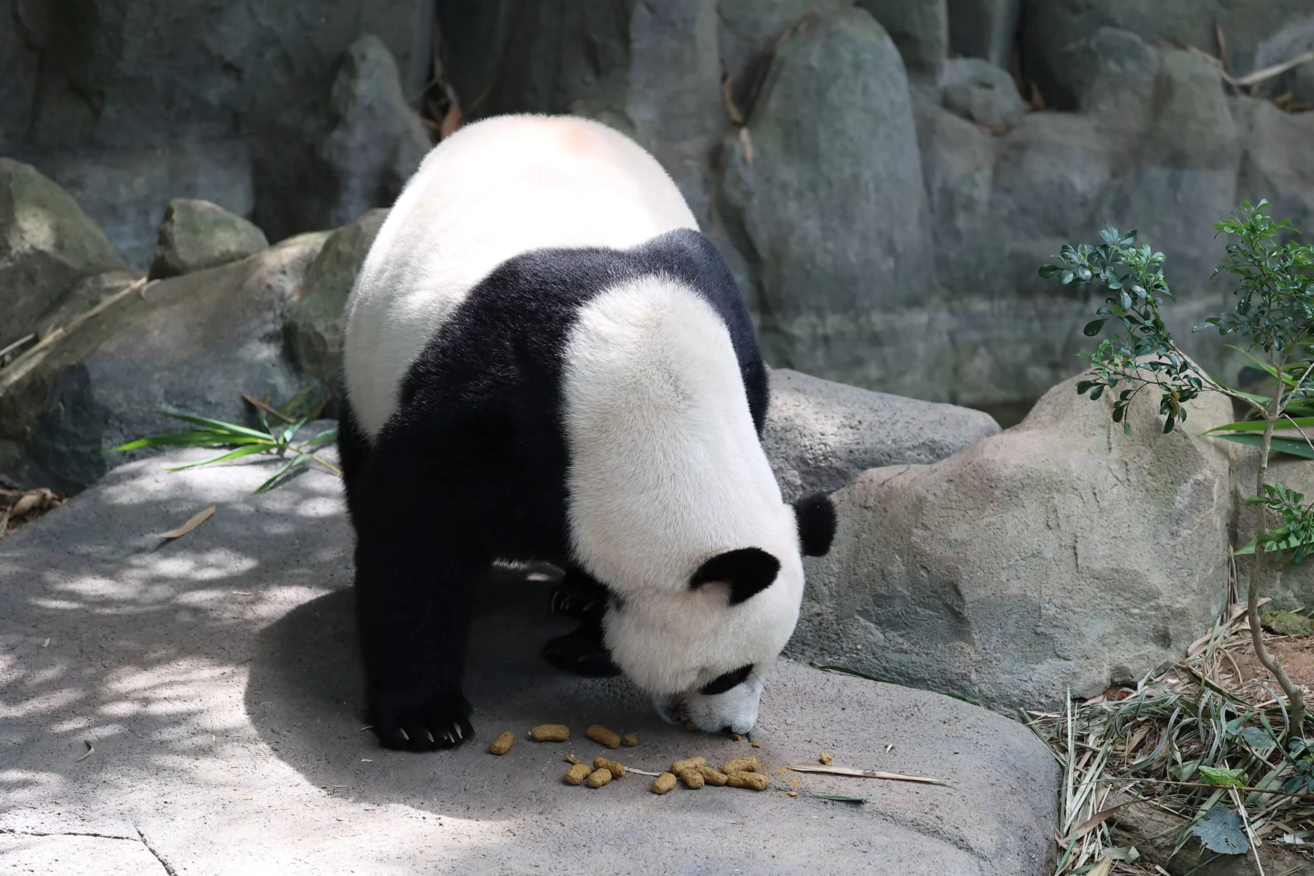 Mandai River Wonders