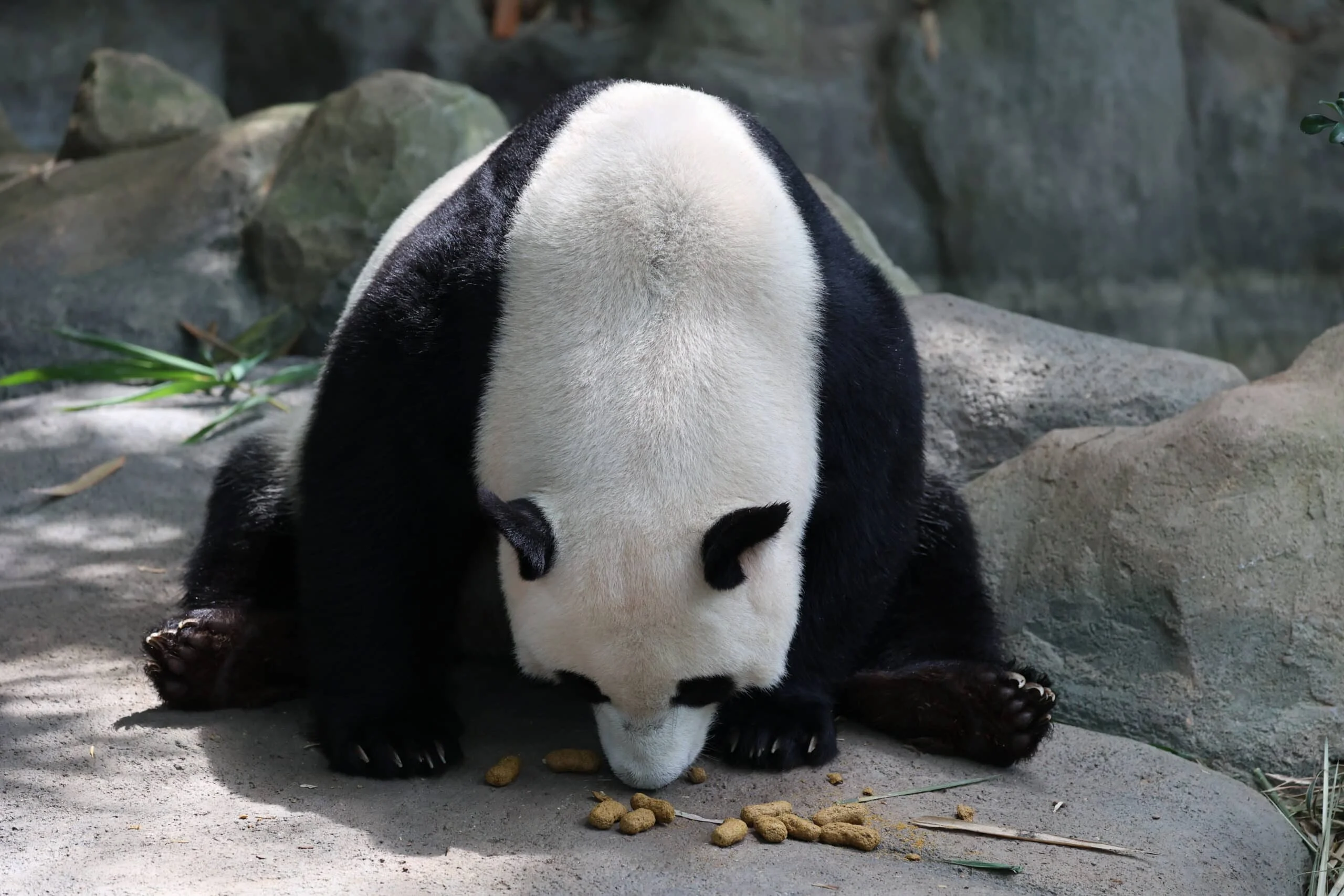 Mandai River Wonders