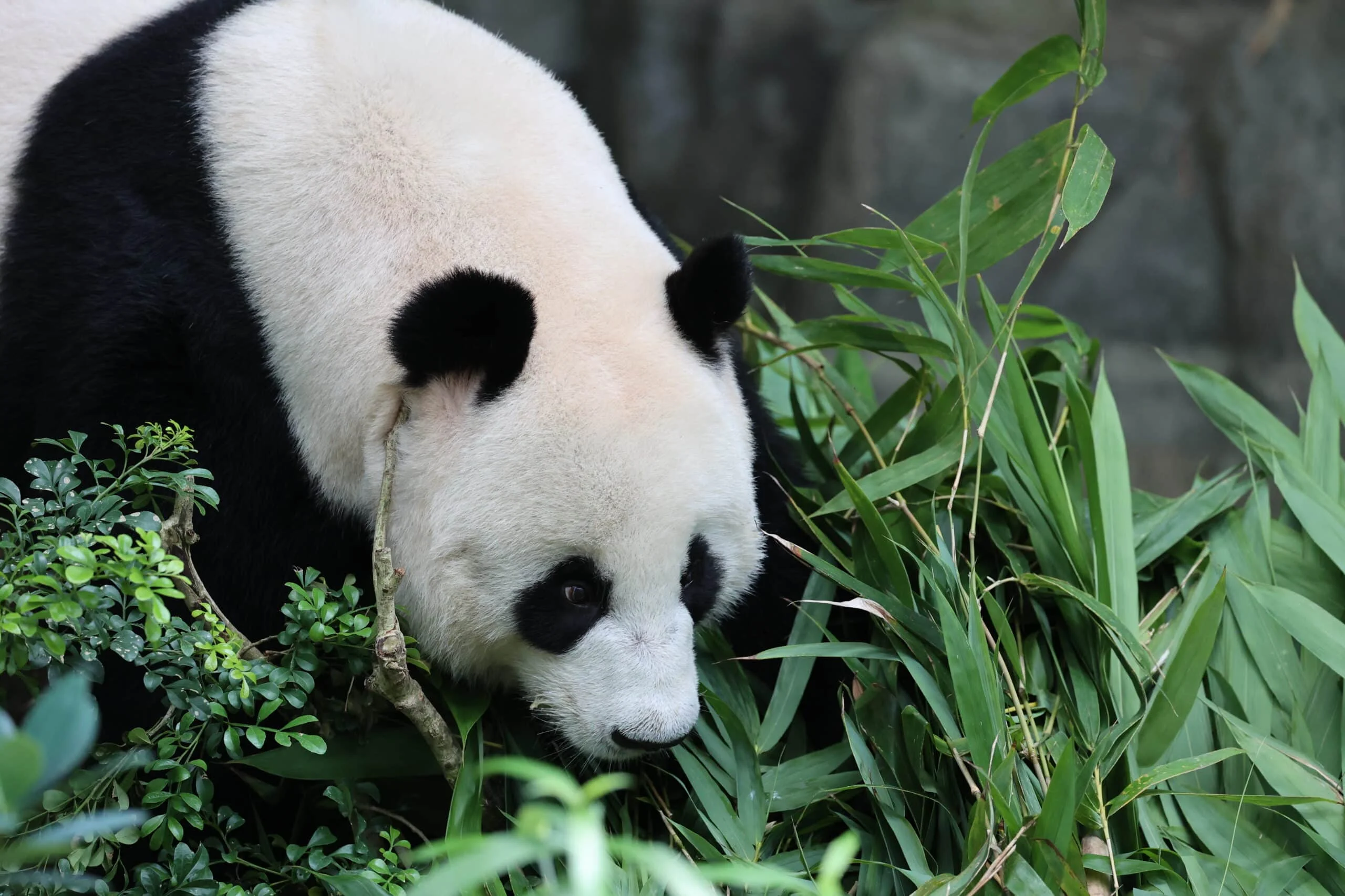 Mandai River Wonders