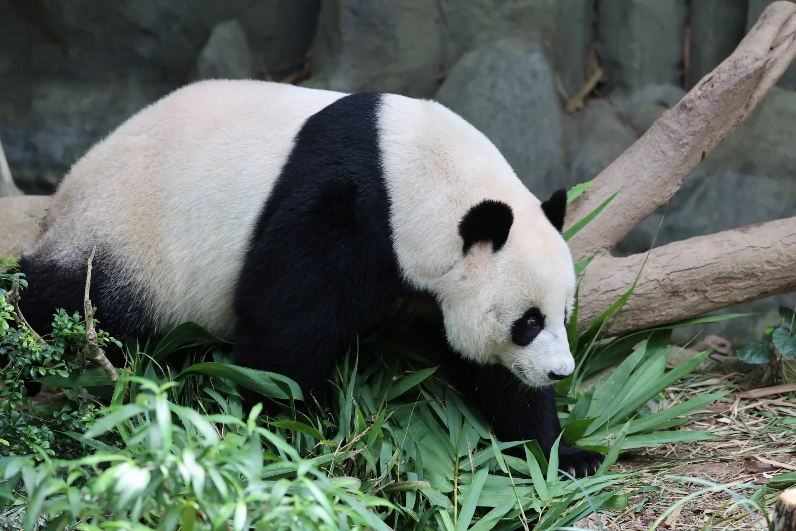 Mandai River Wonders