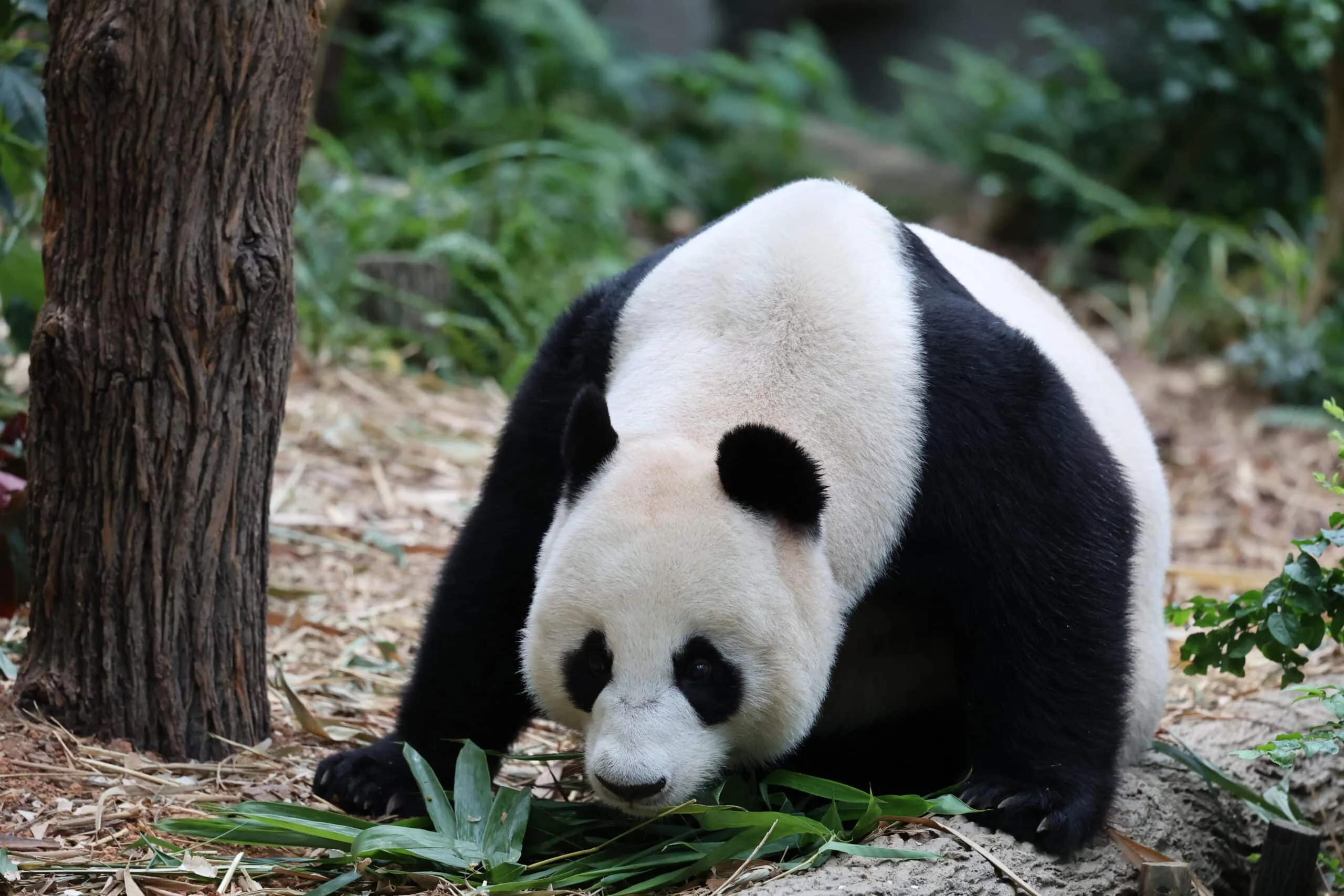 Mandai River Wonders