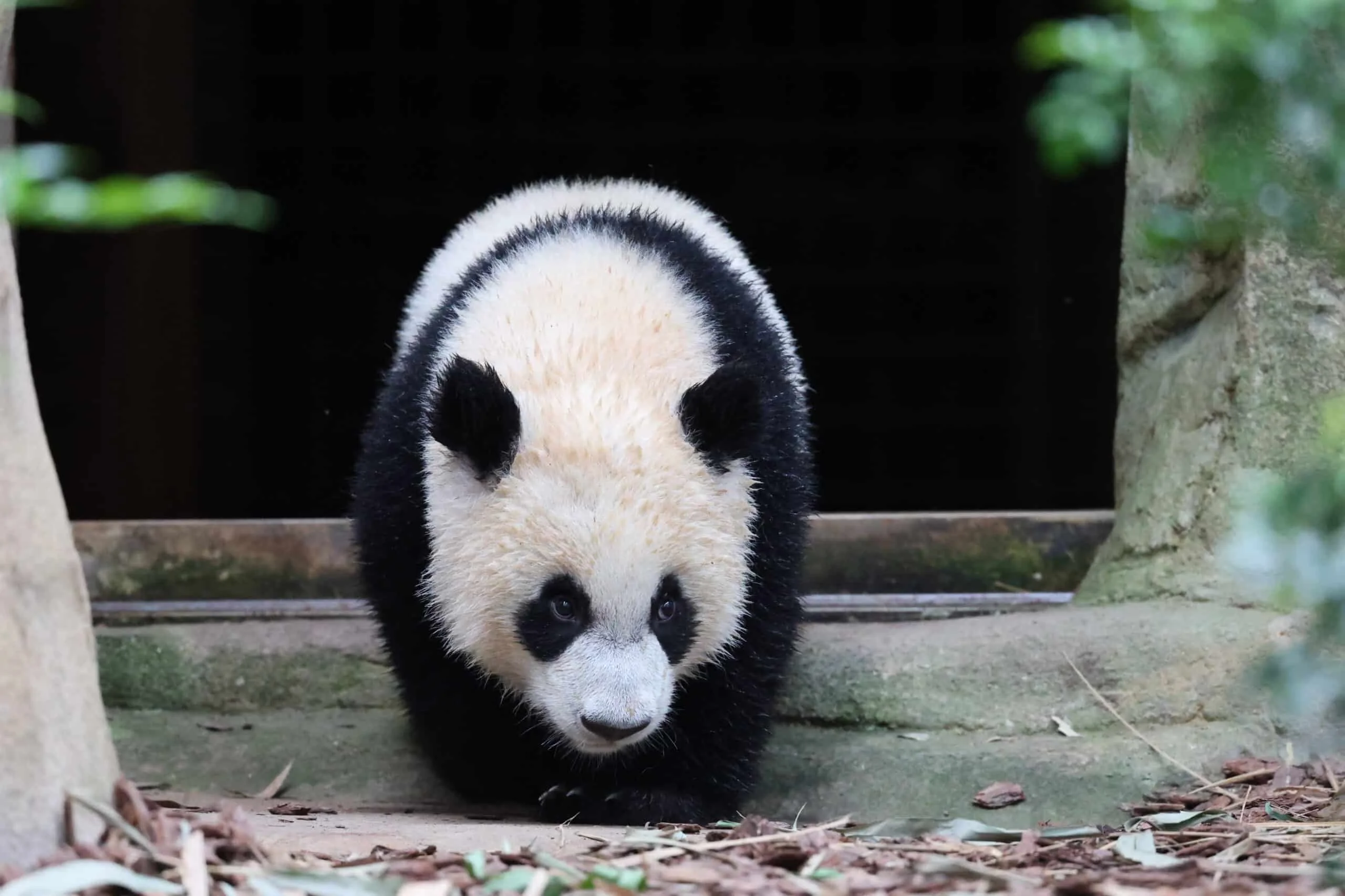 Mandai River Wonders