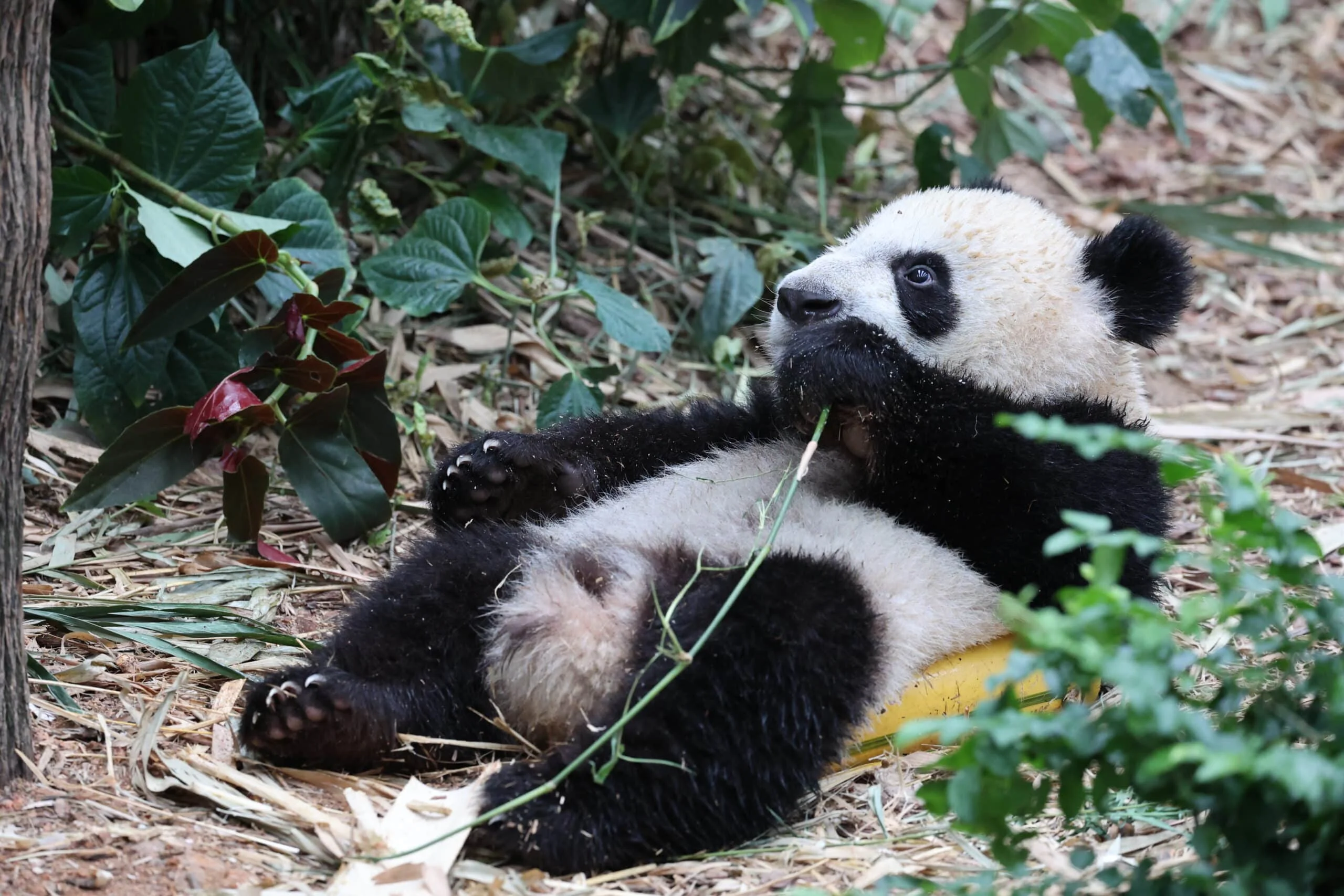 Mandai River Wonders
