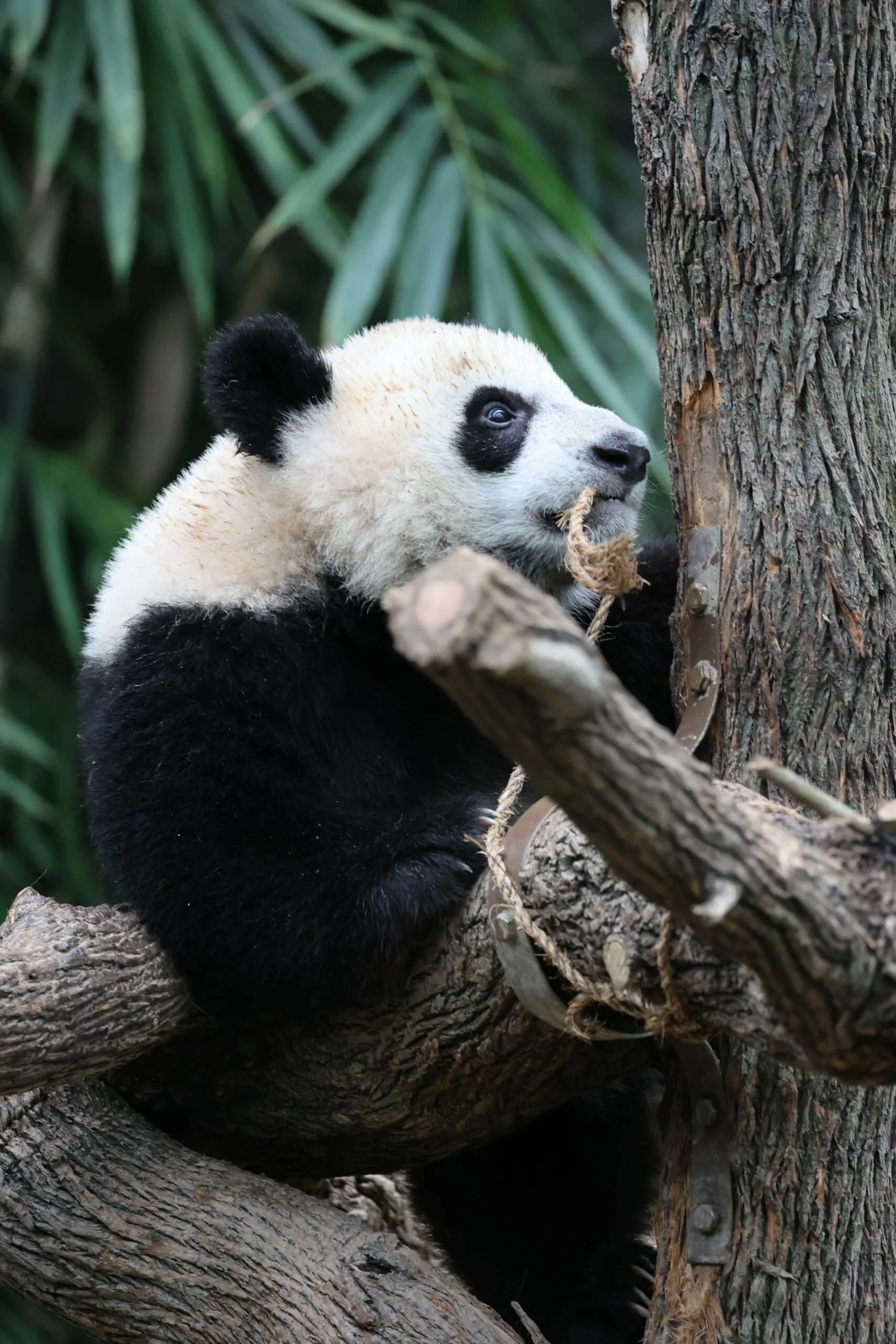 Mandai River Wonders