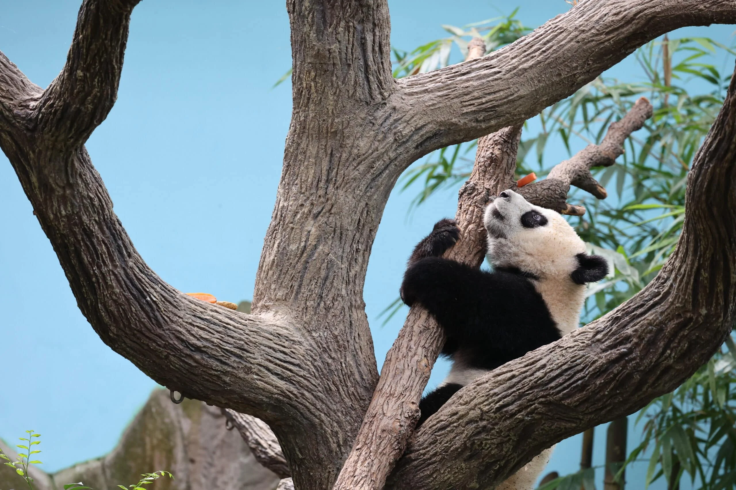 Mandai River Wonders