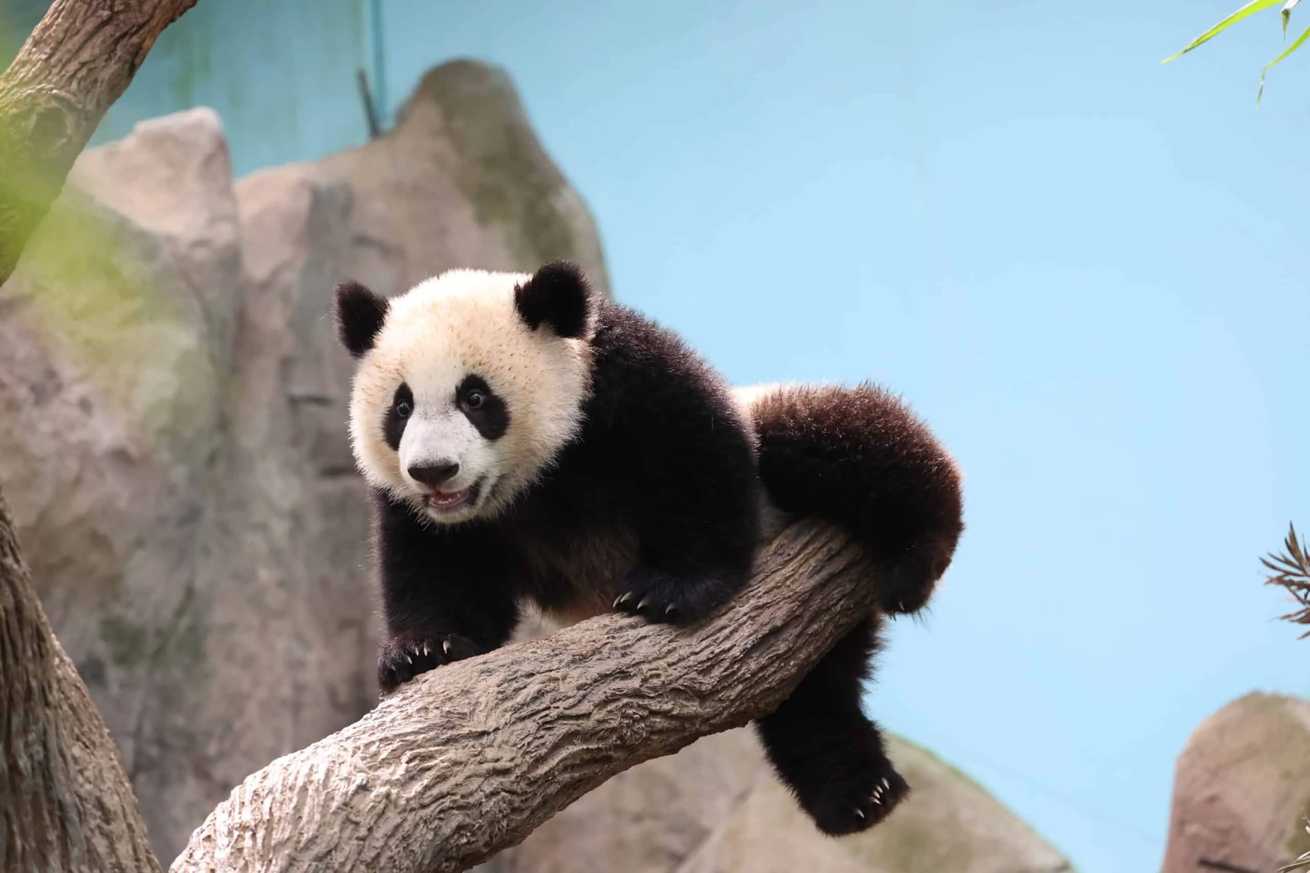 Mandai River Wonders