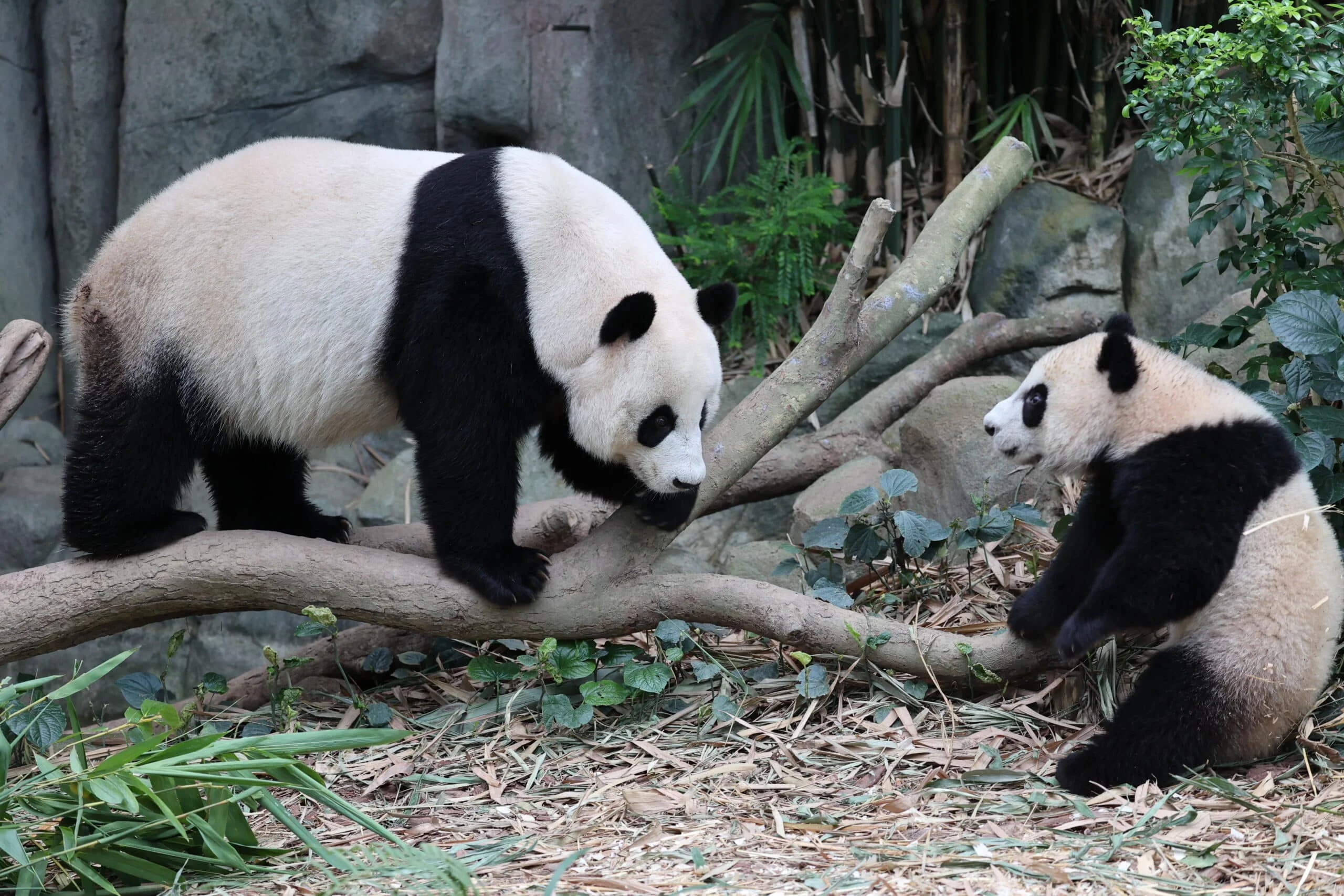 Mandai River Wonders