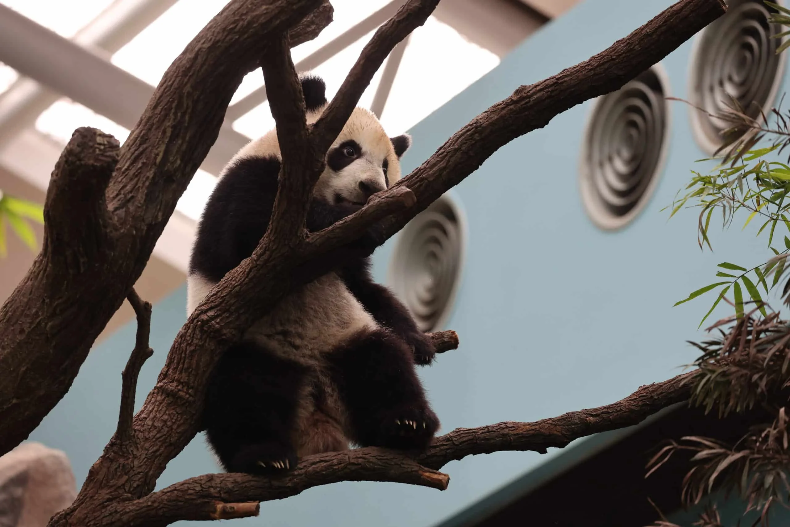 Mandai River Wonders