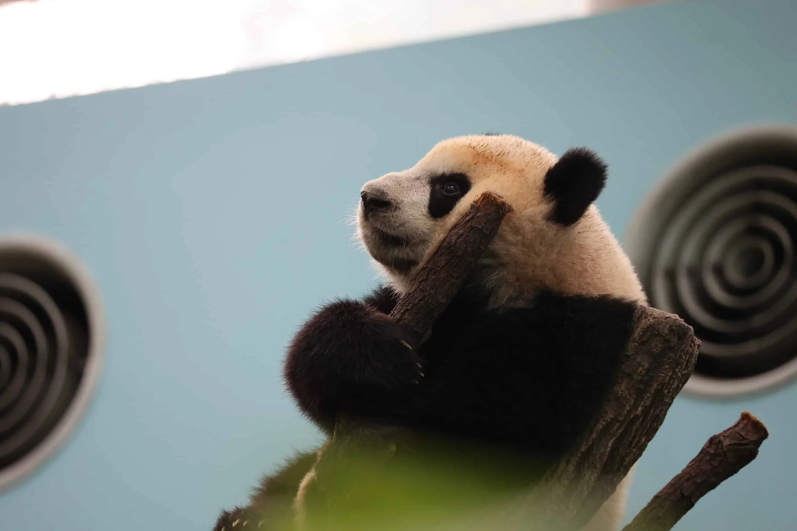 Mandai River Wonders