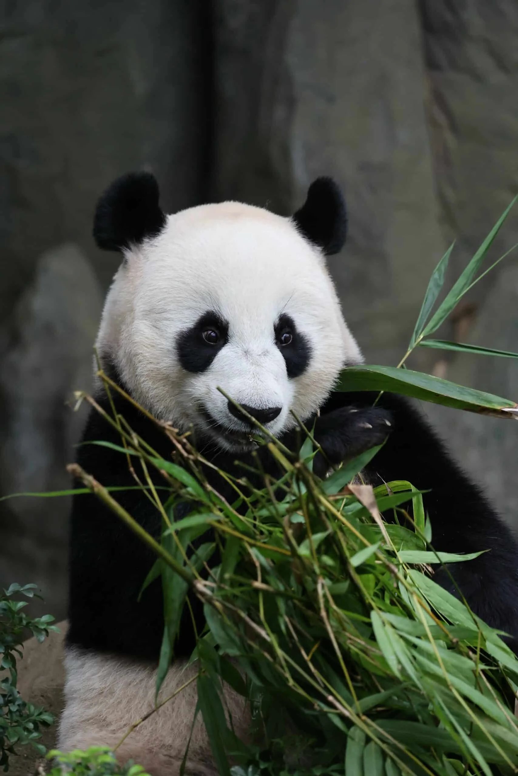 Mandai River Wonders