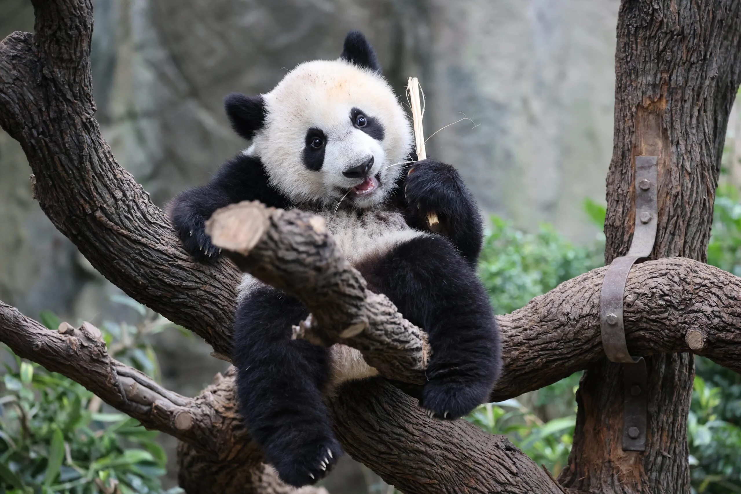 Mandai River Wonders