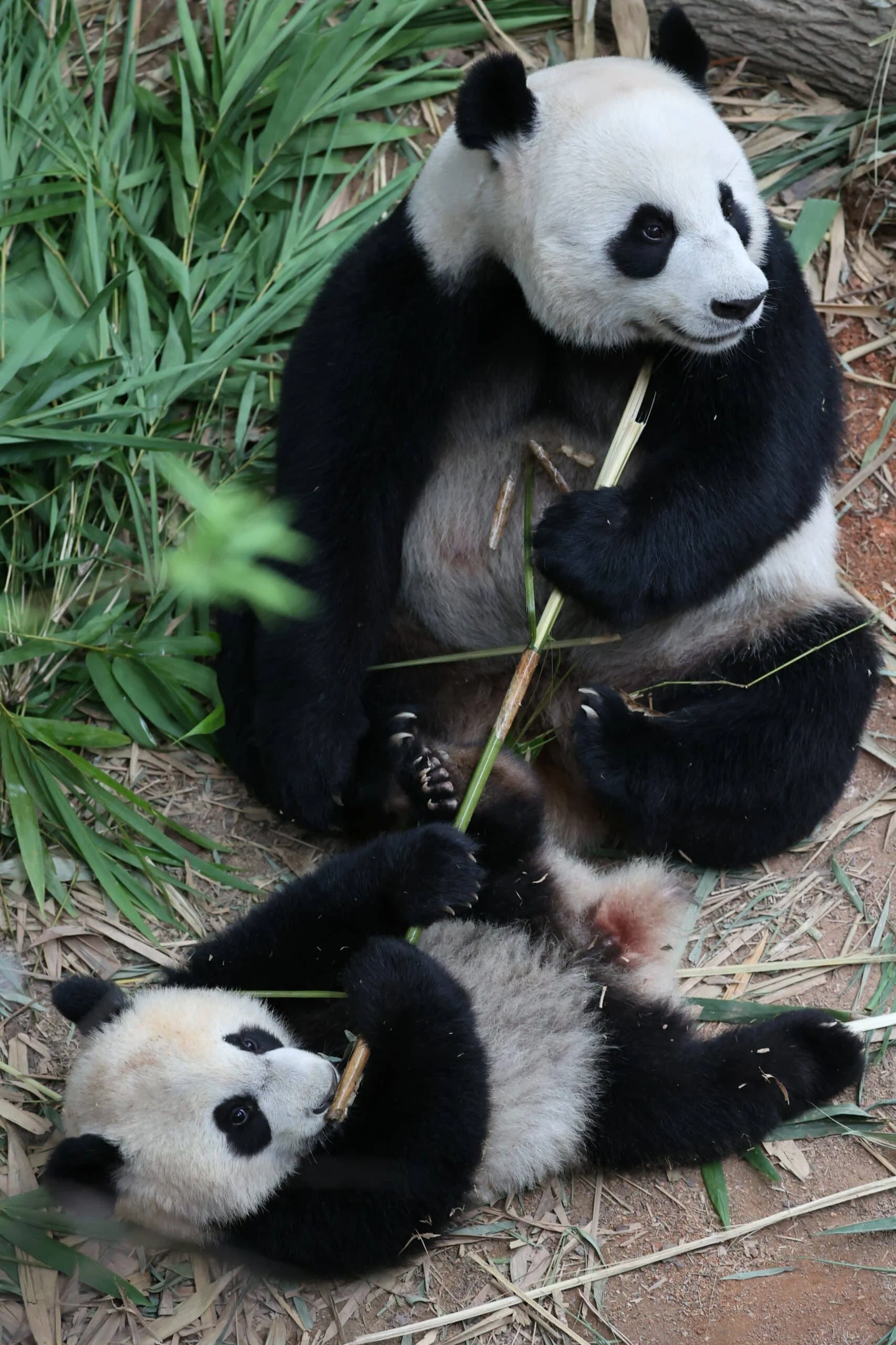 Mandai River Wonders