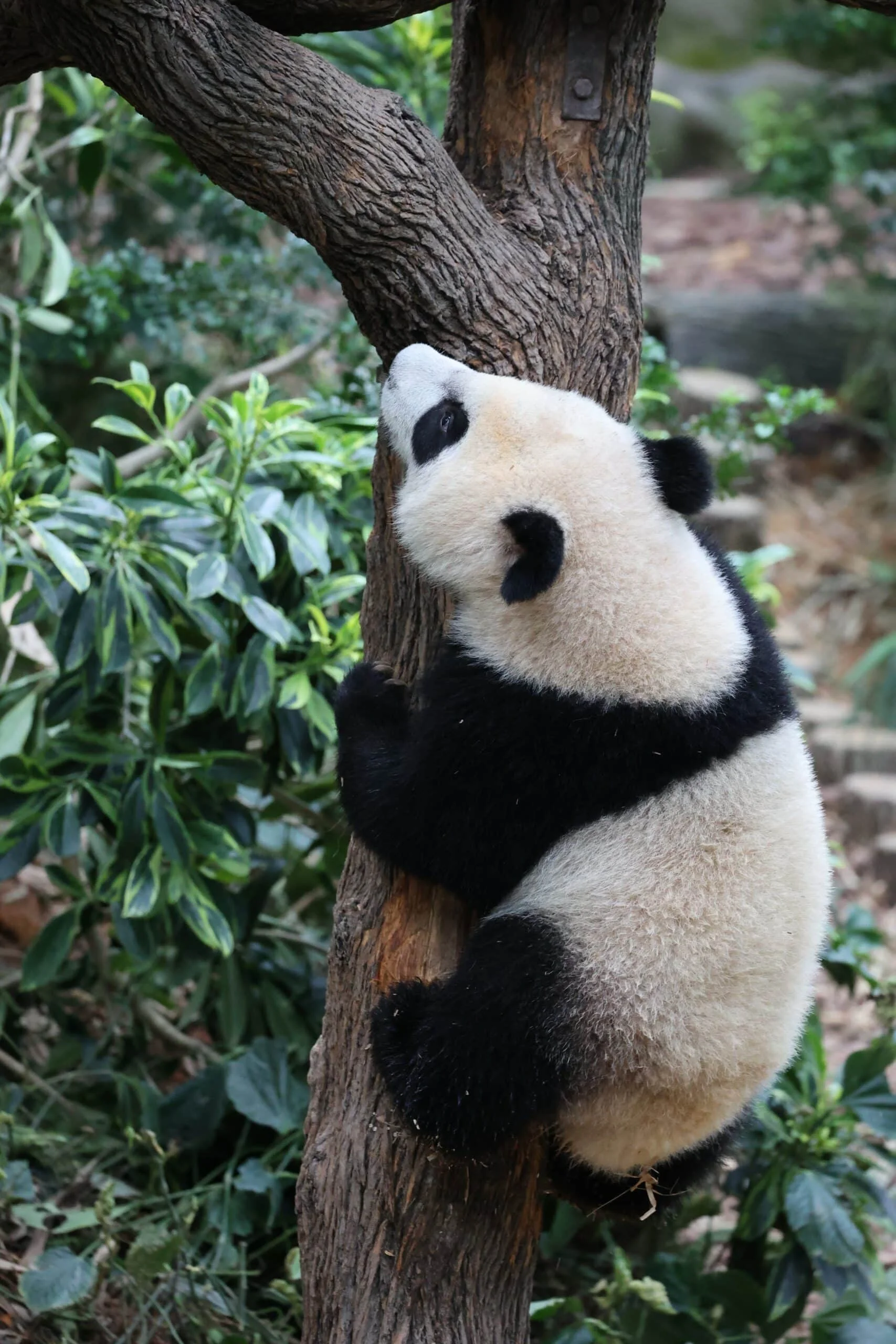 Mandai River Wonders