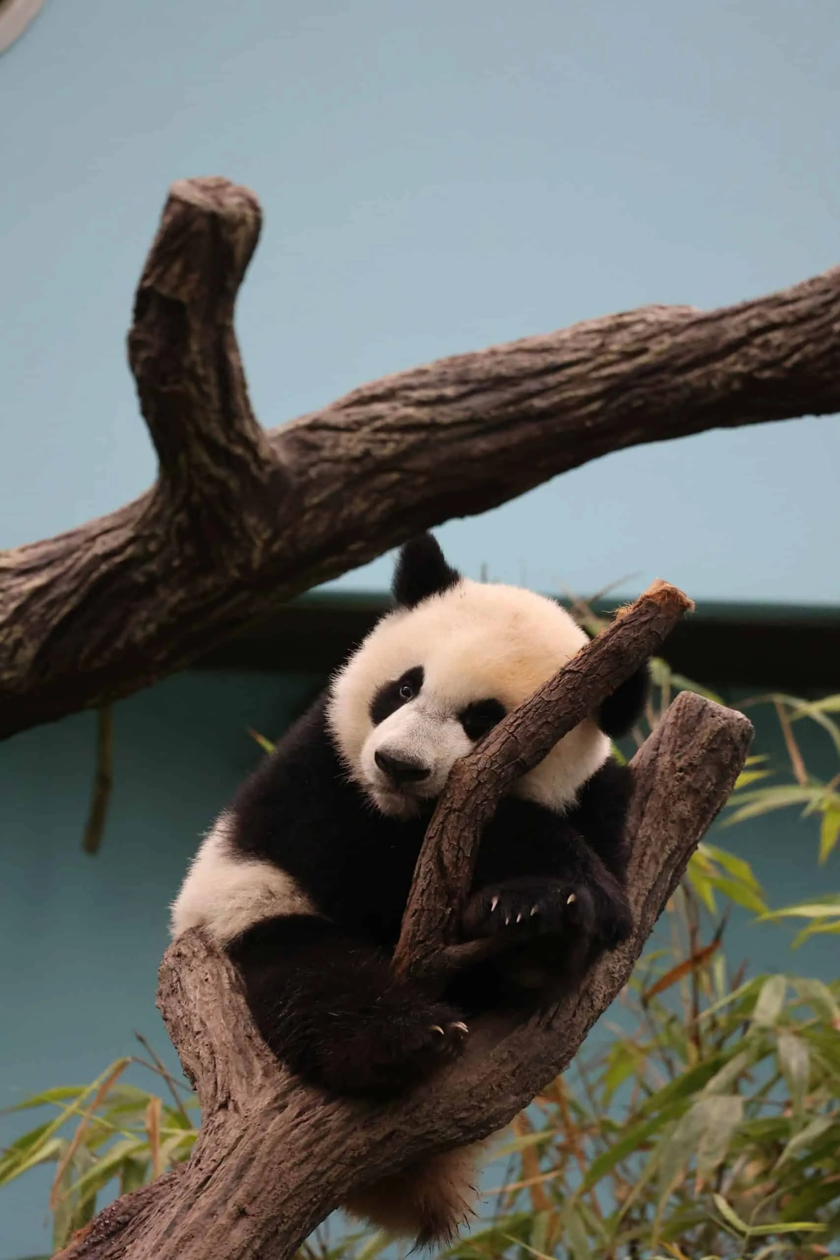 Mandai River Wonders