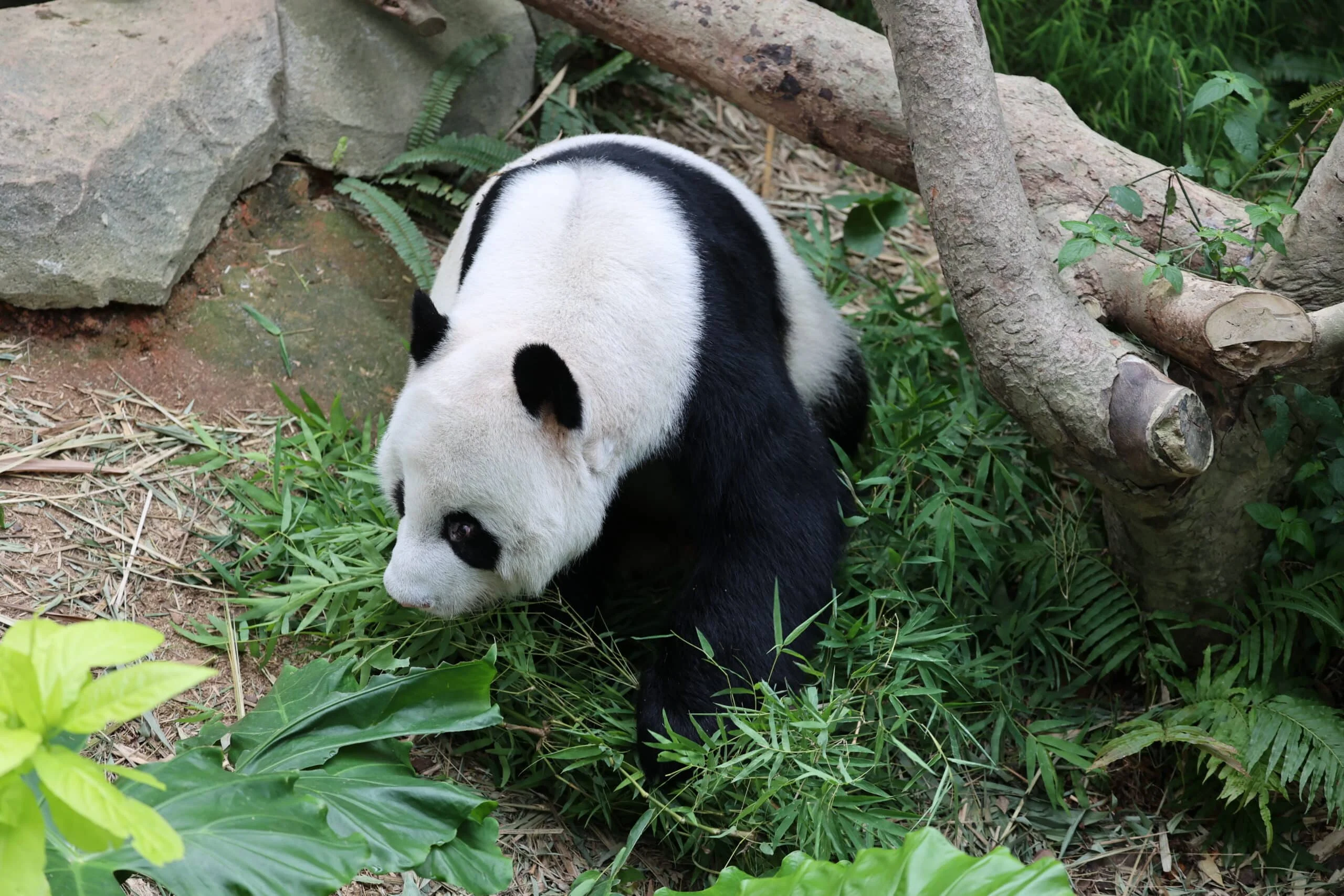 Mandai River Wonders