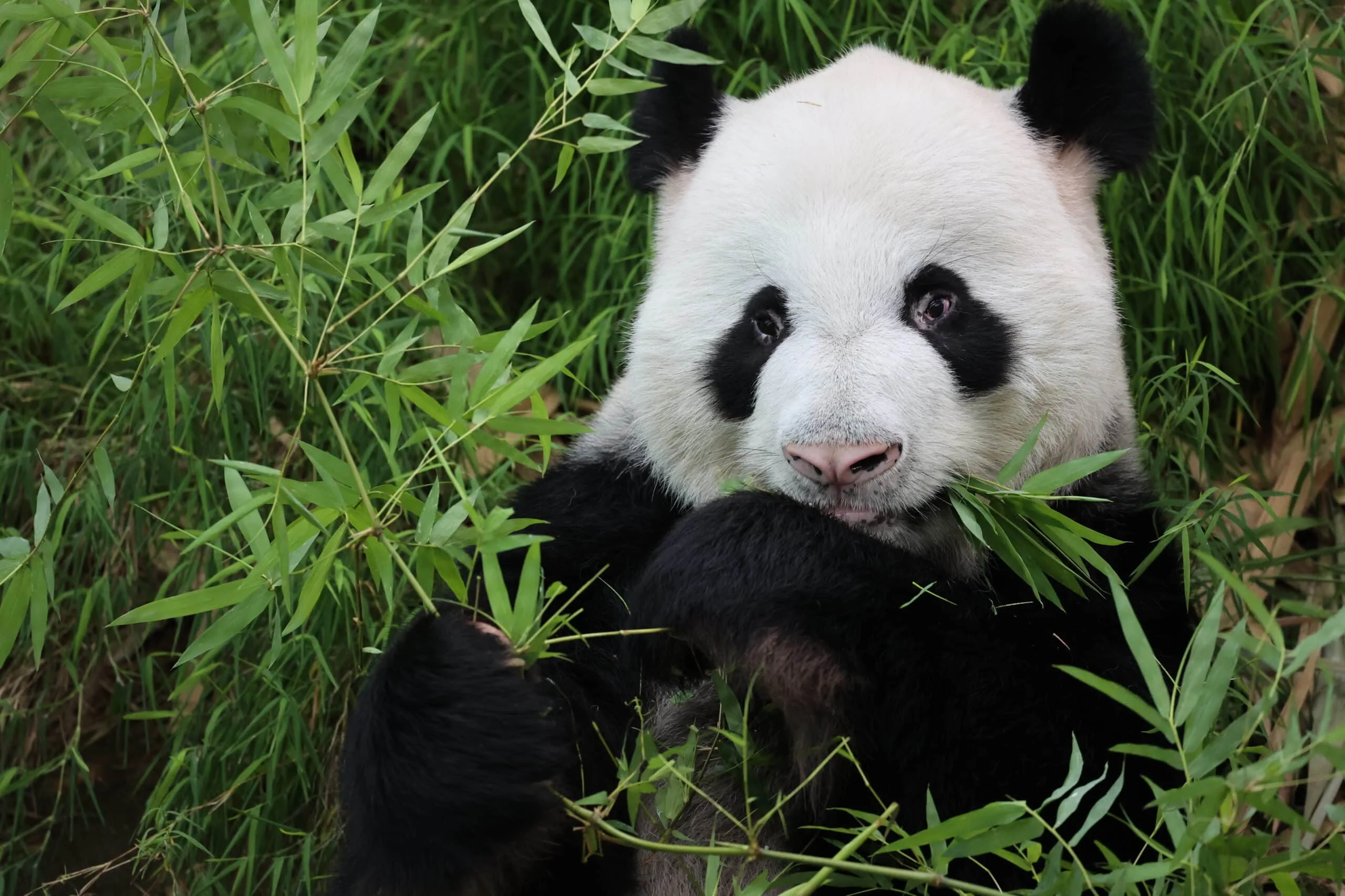 Mandai River Wonders