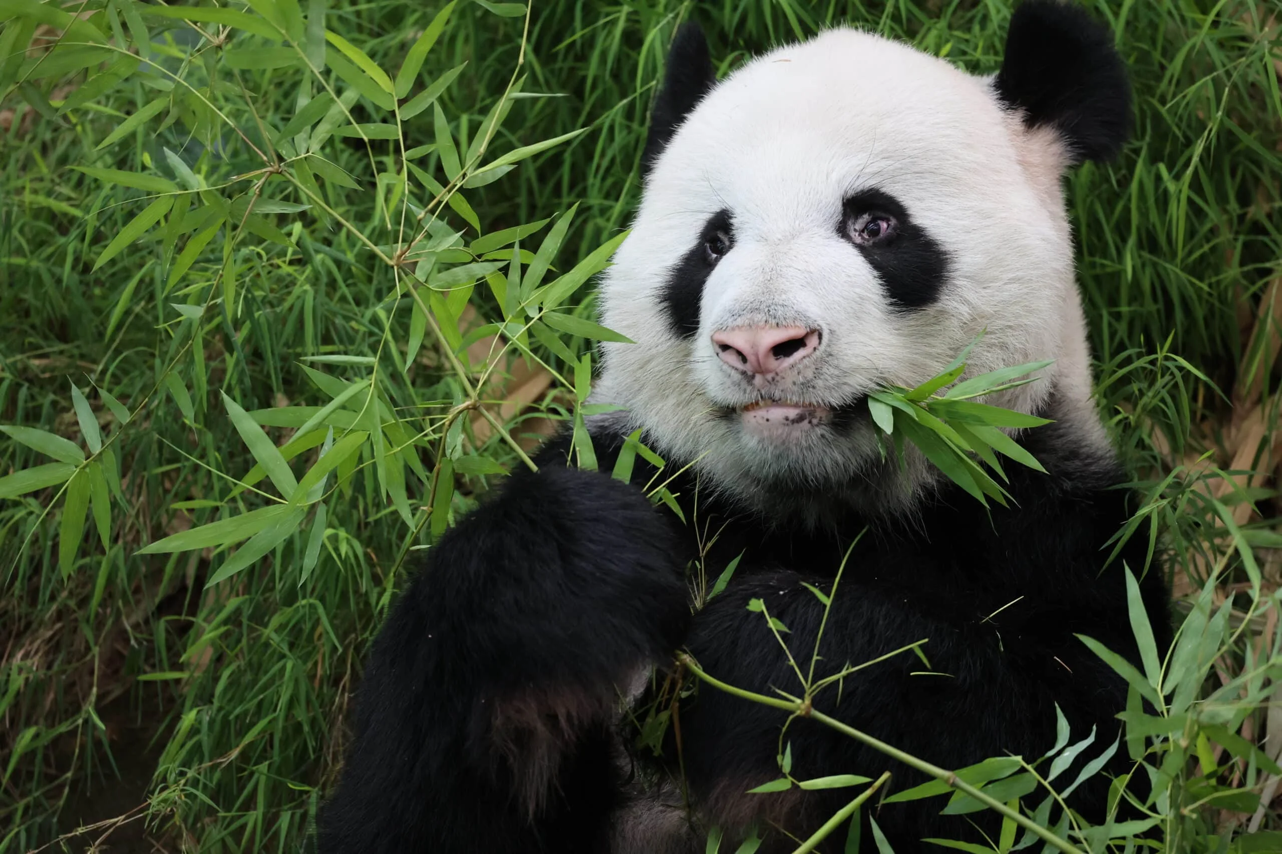 Mandai River Wonders