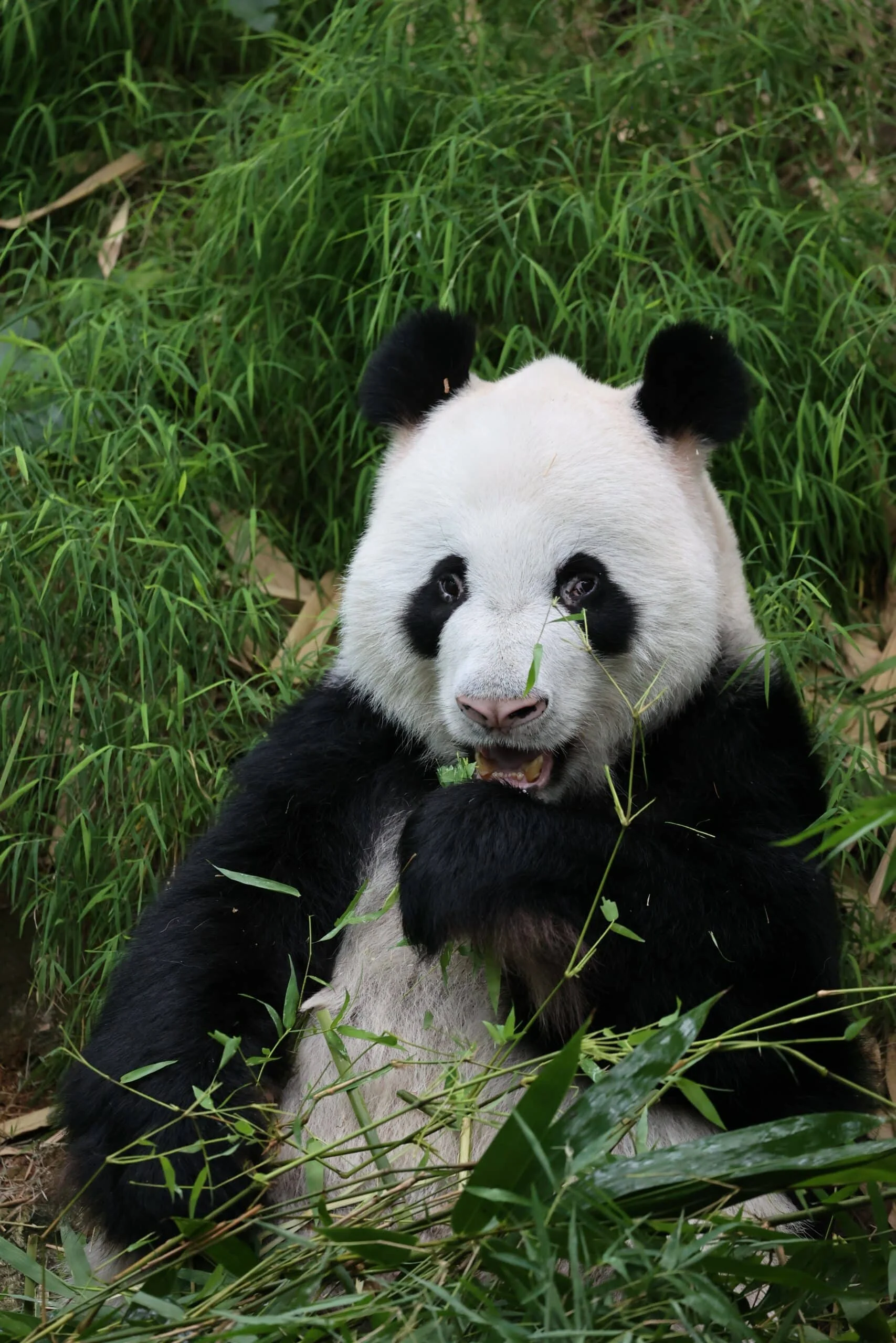 Mandai River Wonders