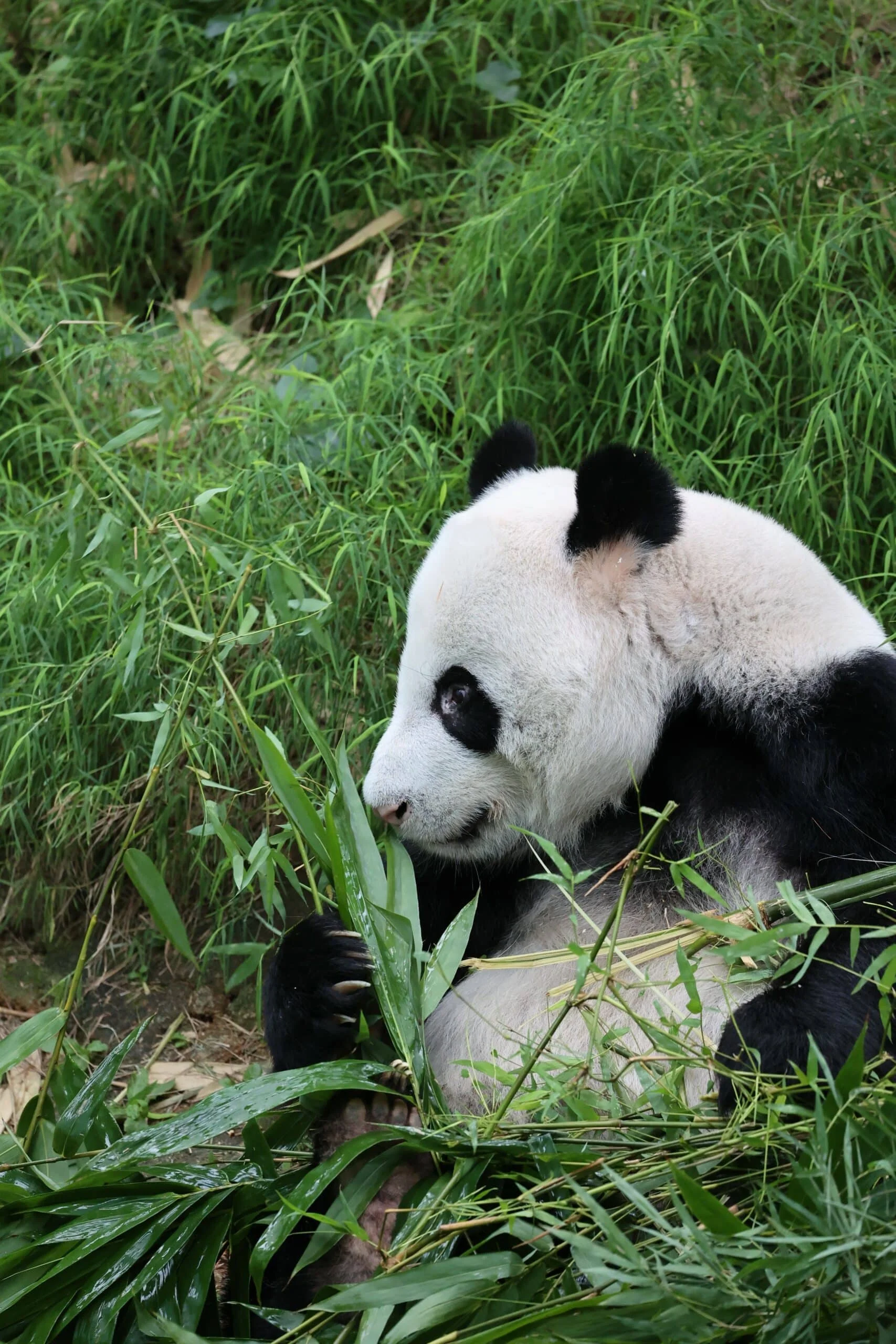 Mandai River Wonders
