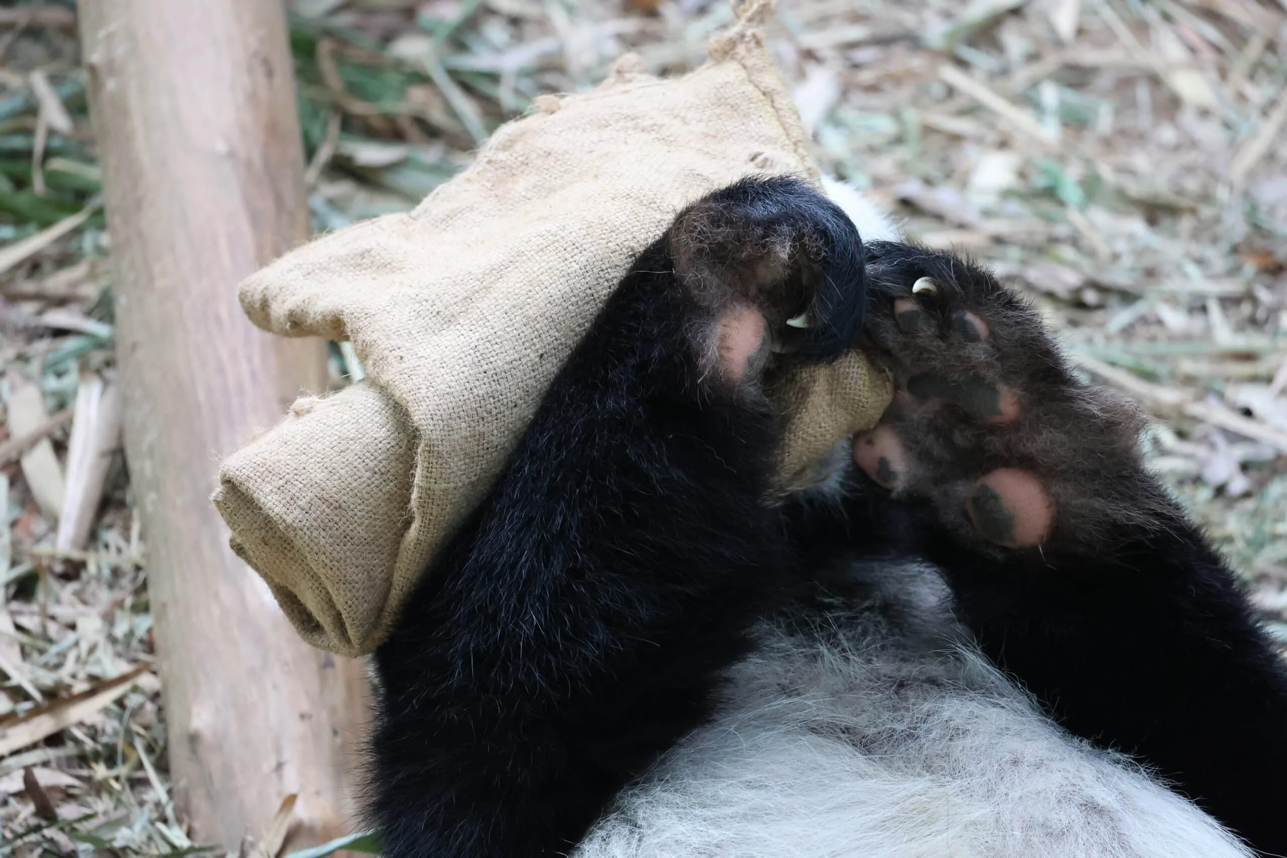 Mandai River Wonders