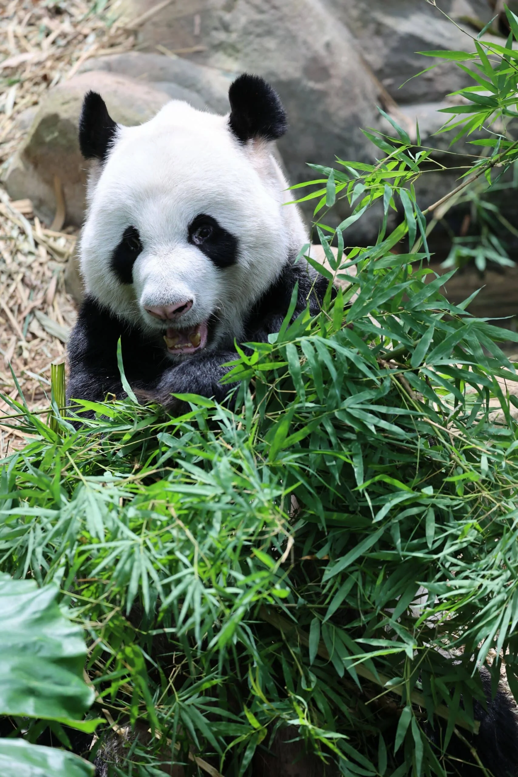 Mandai River Wonders