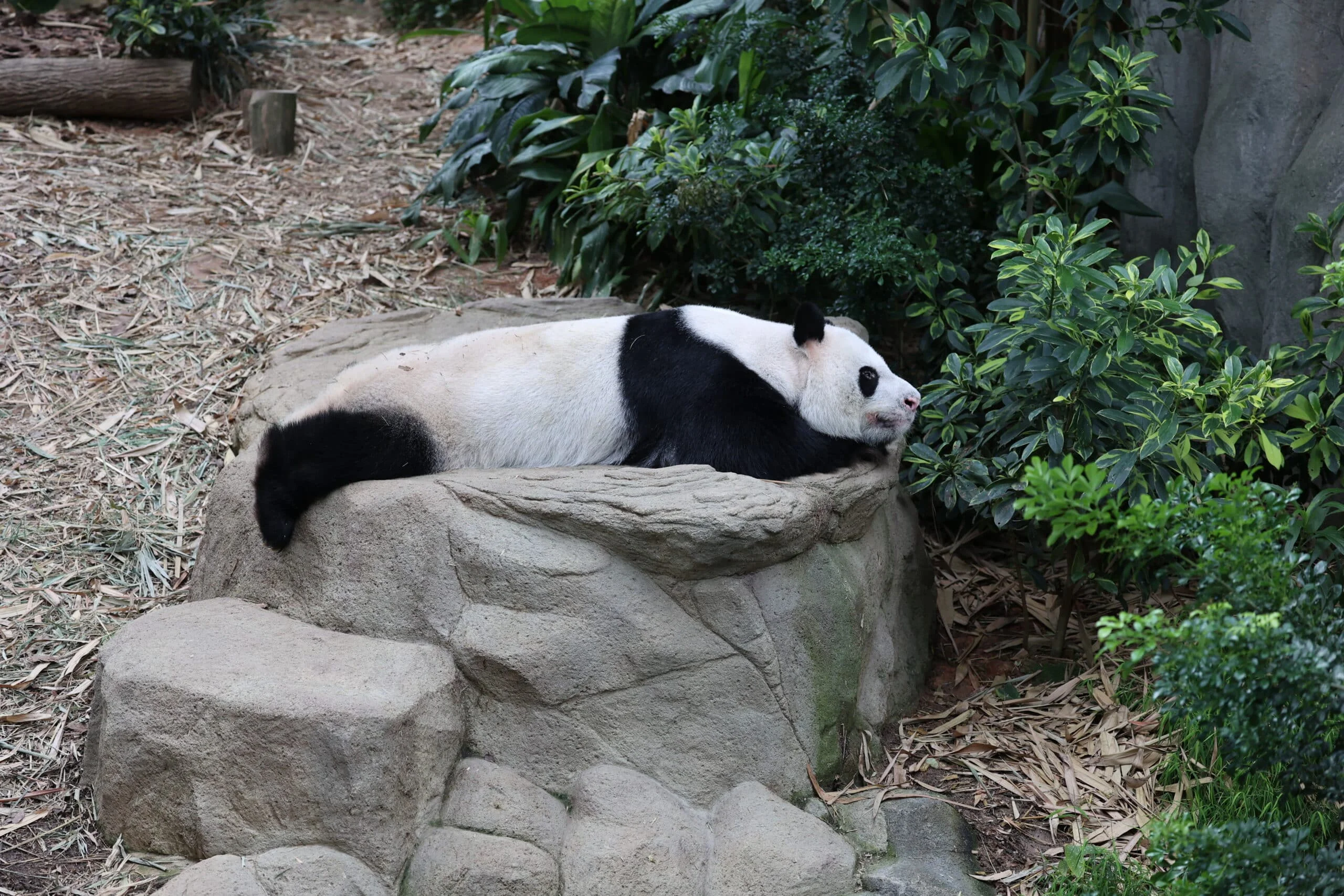 Mandai River Wonders