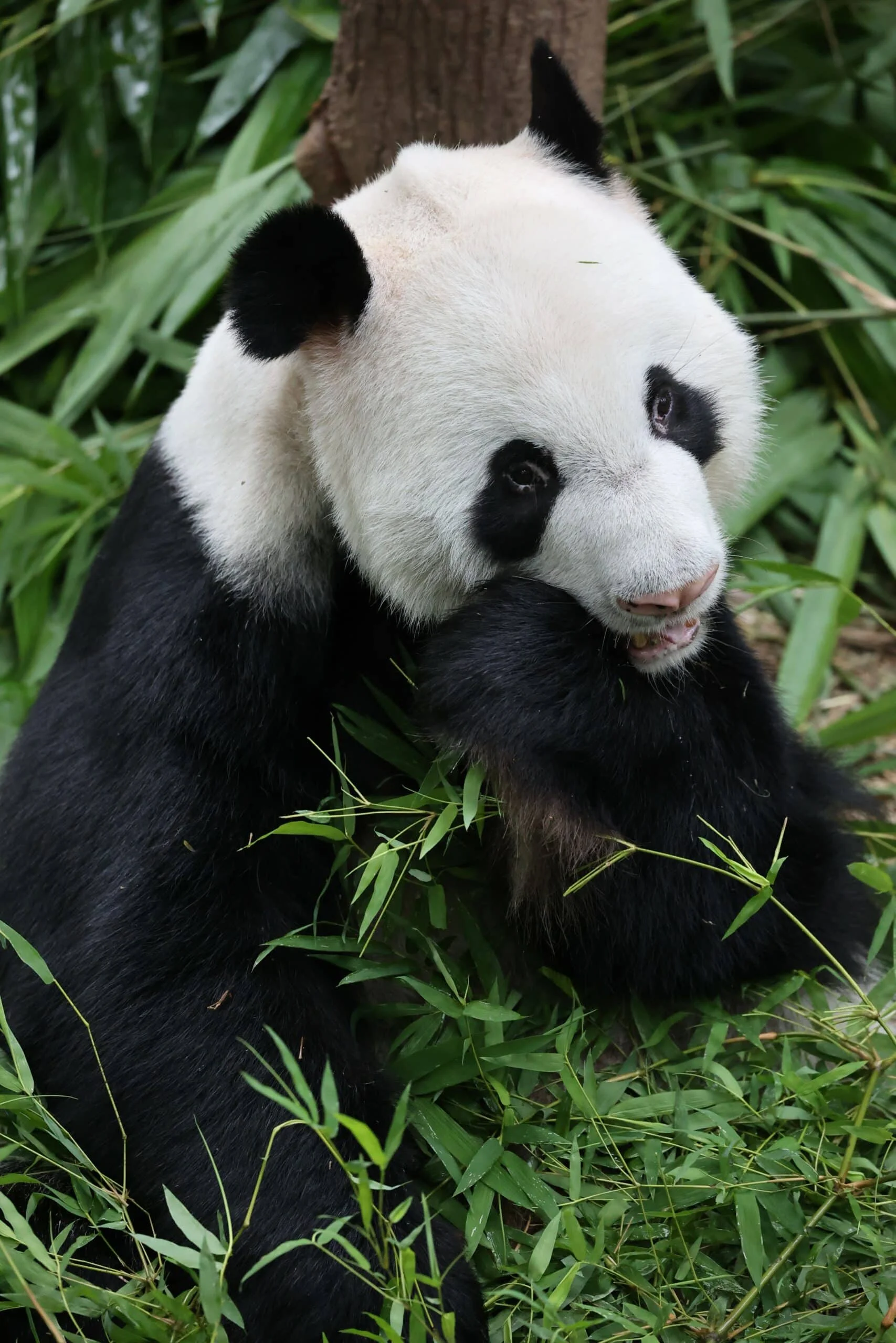 Mandai River Wonders