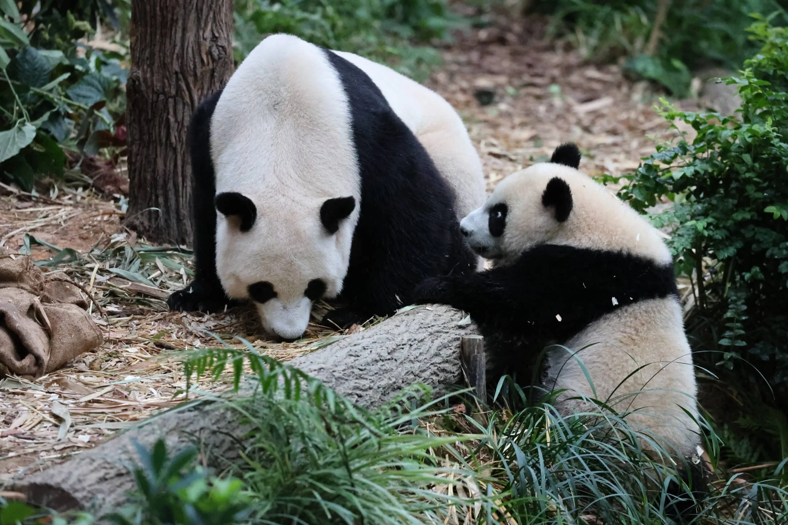 Mandai River Wonders
