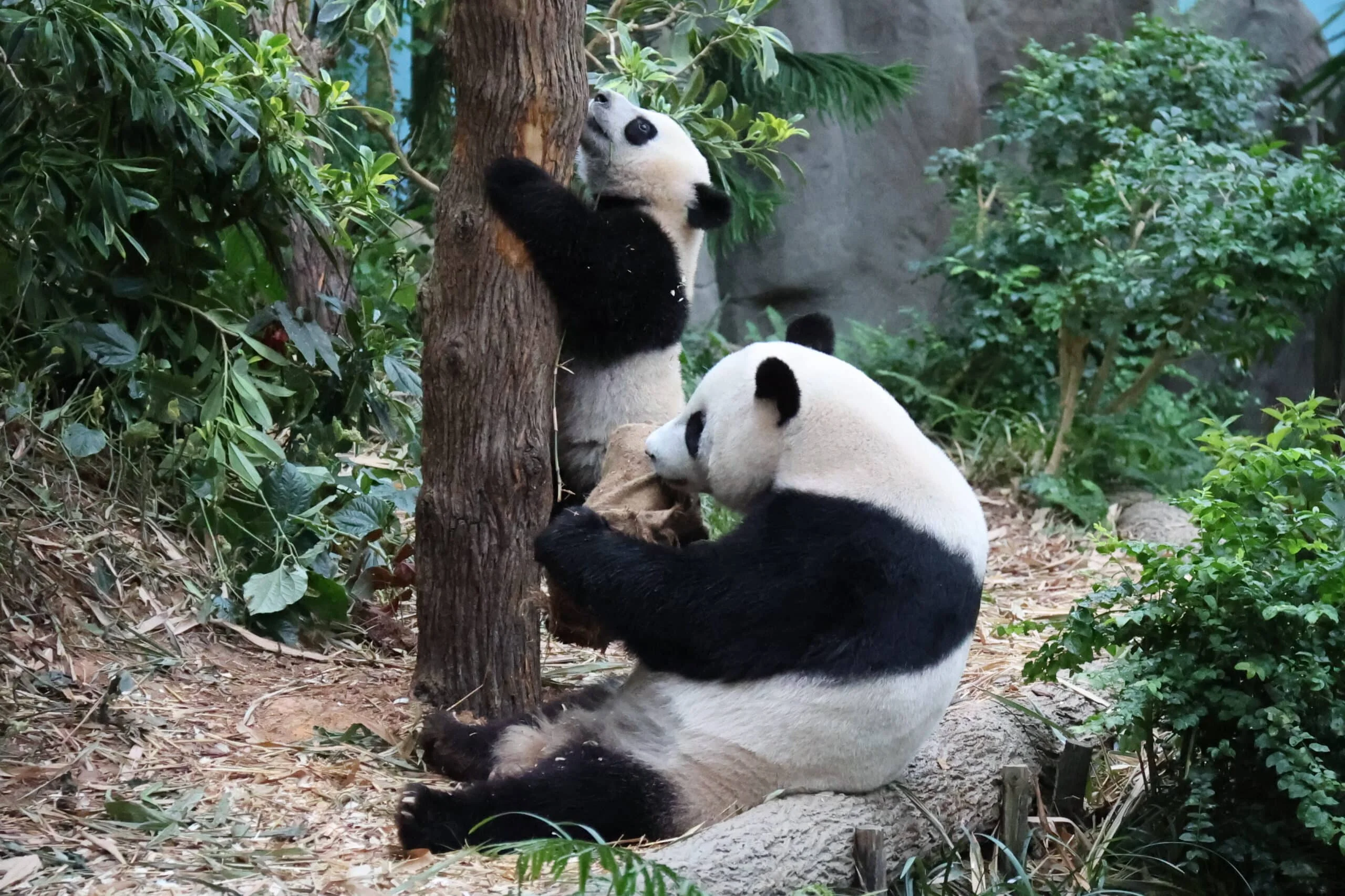 Mandai River Wonders