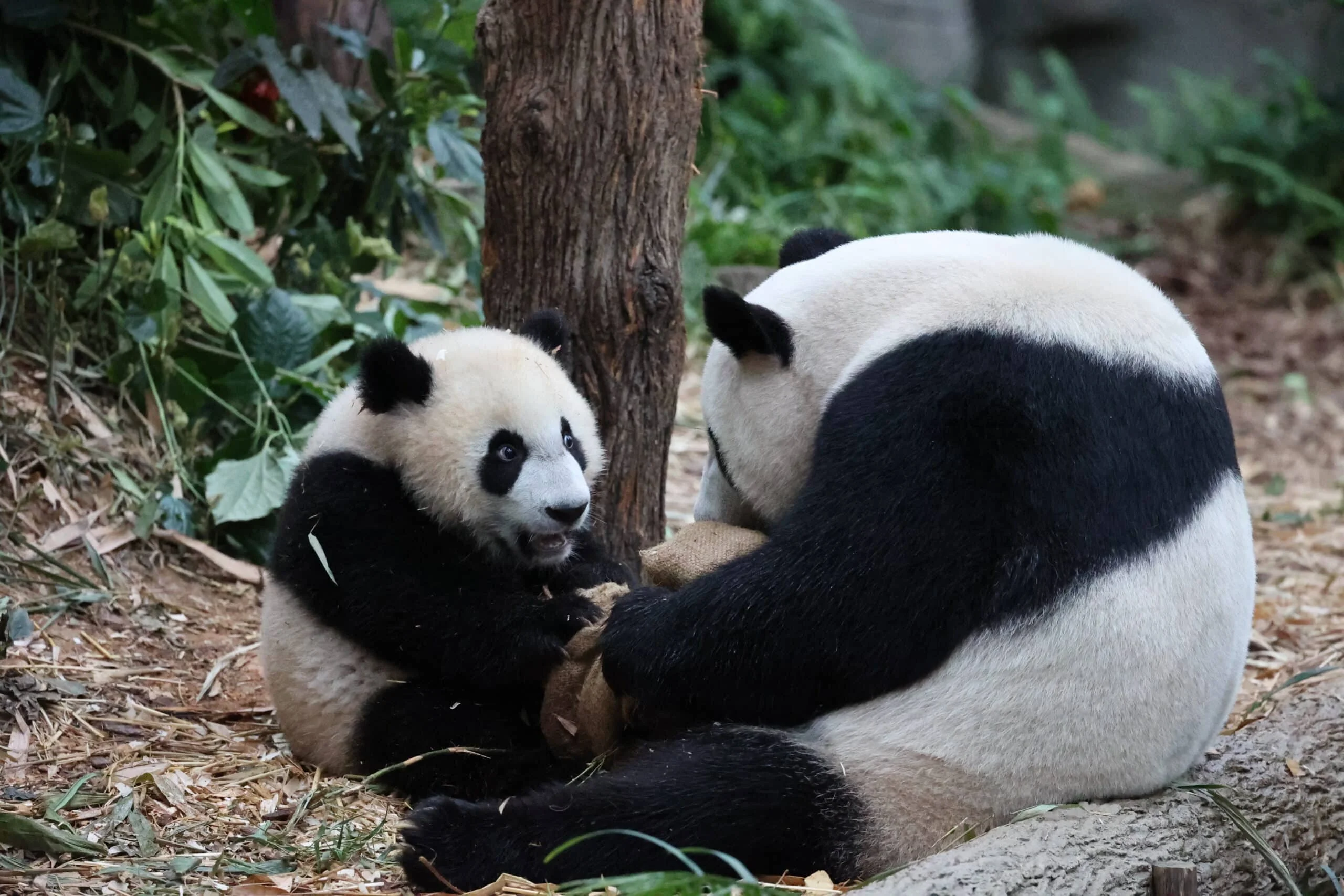 Mandai River Wonders