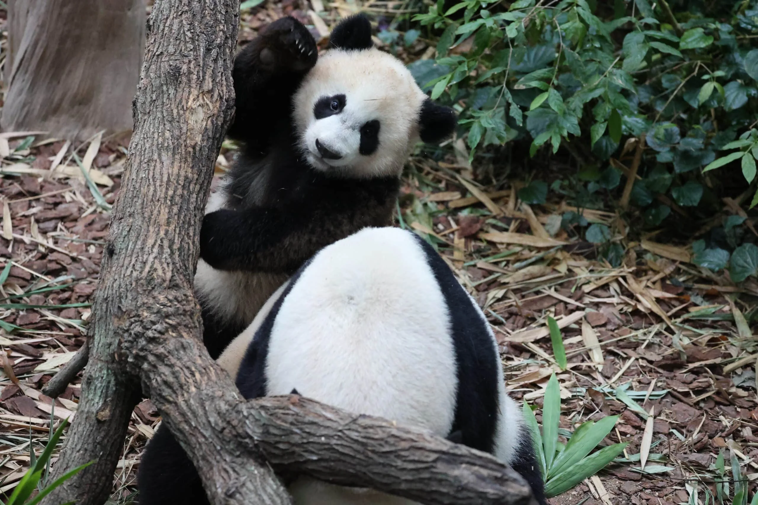 Mandai River Wonders