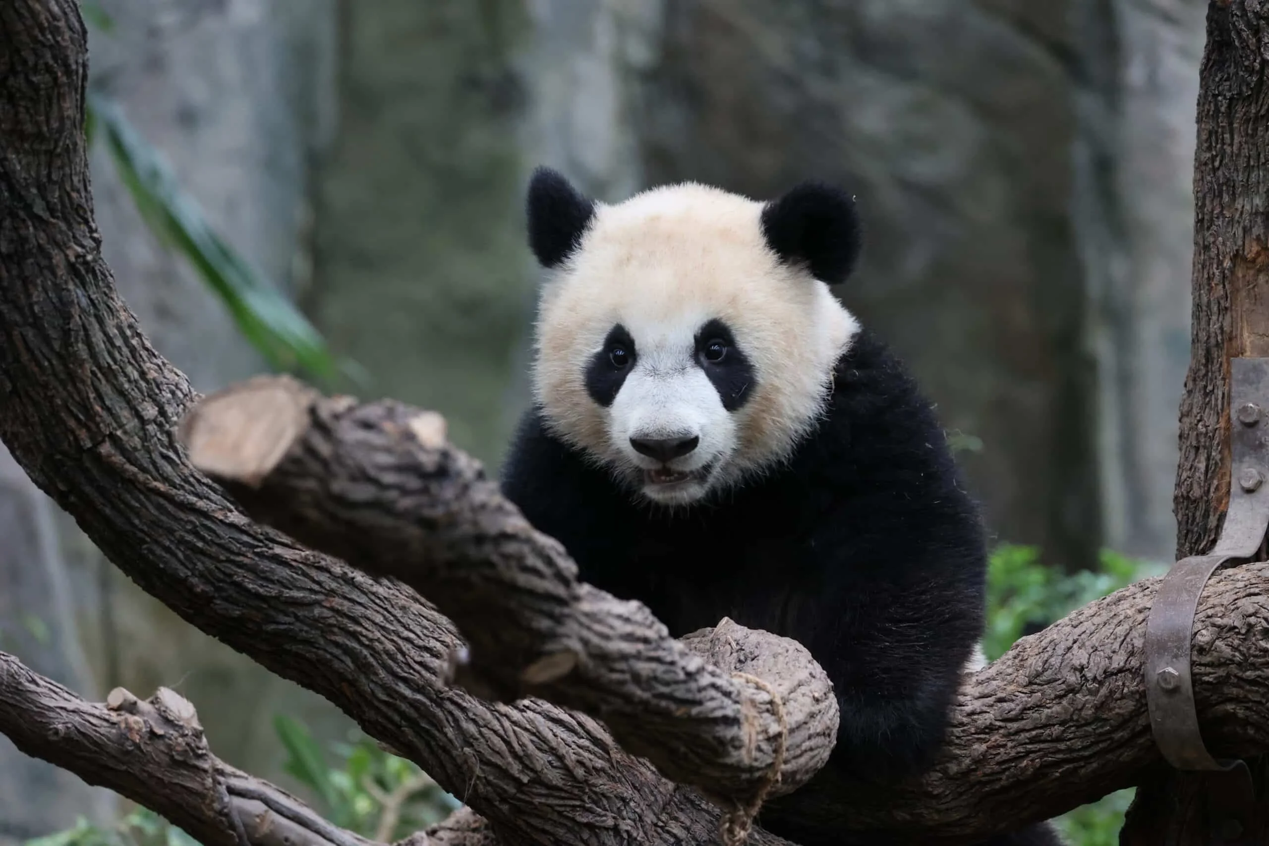 Mandai River Wonders