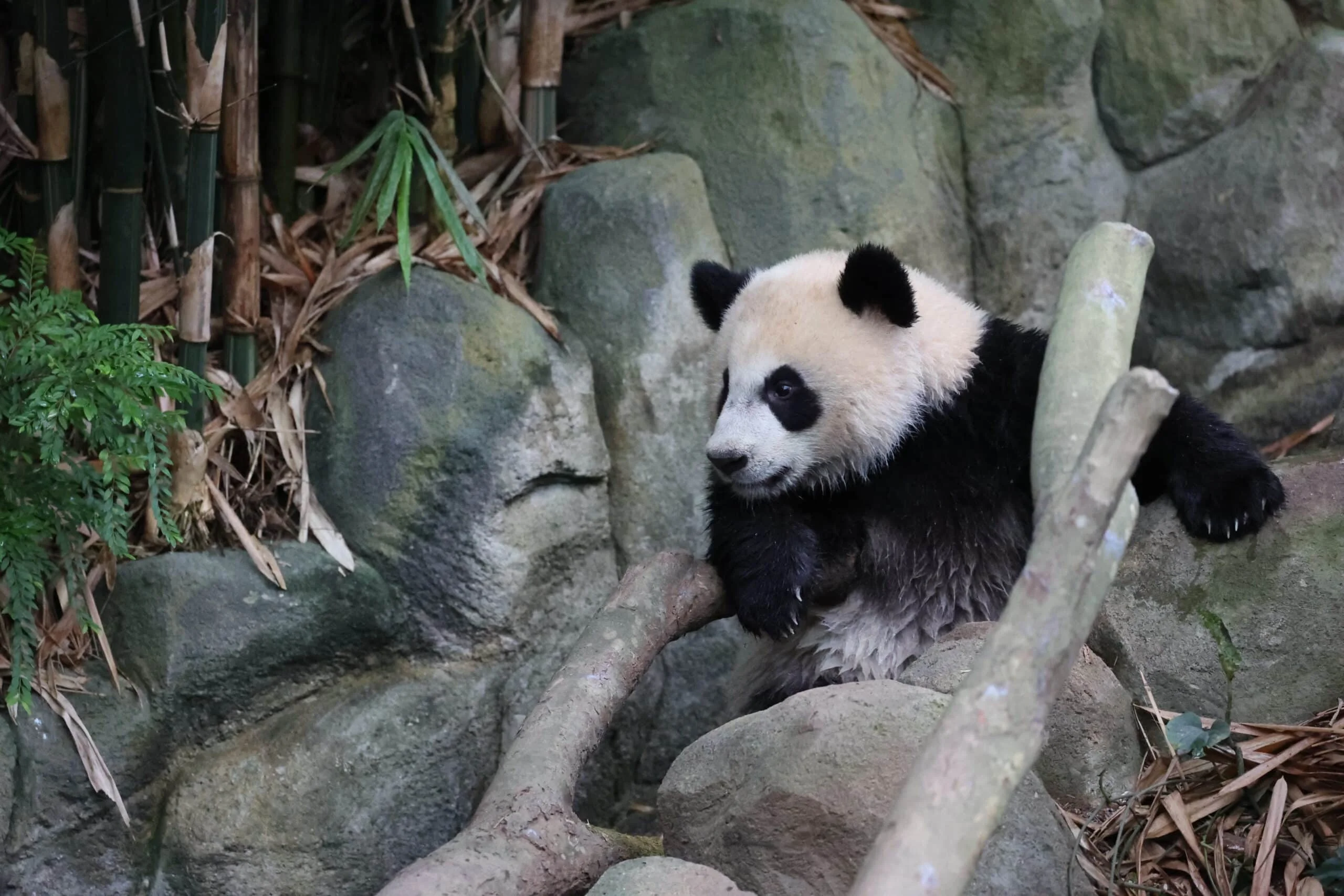 Mandai River Wonders