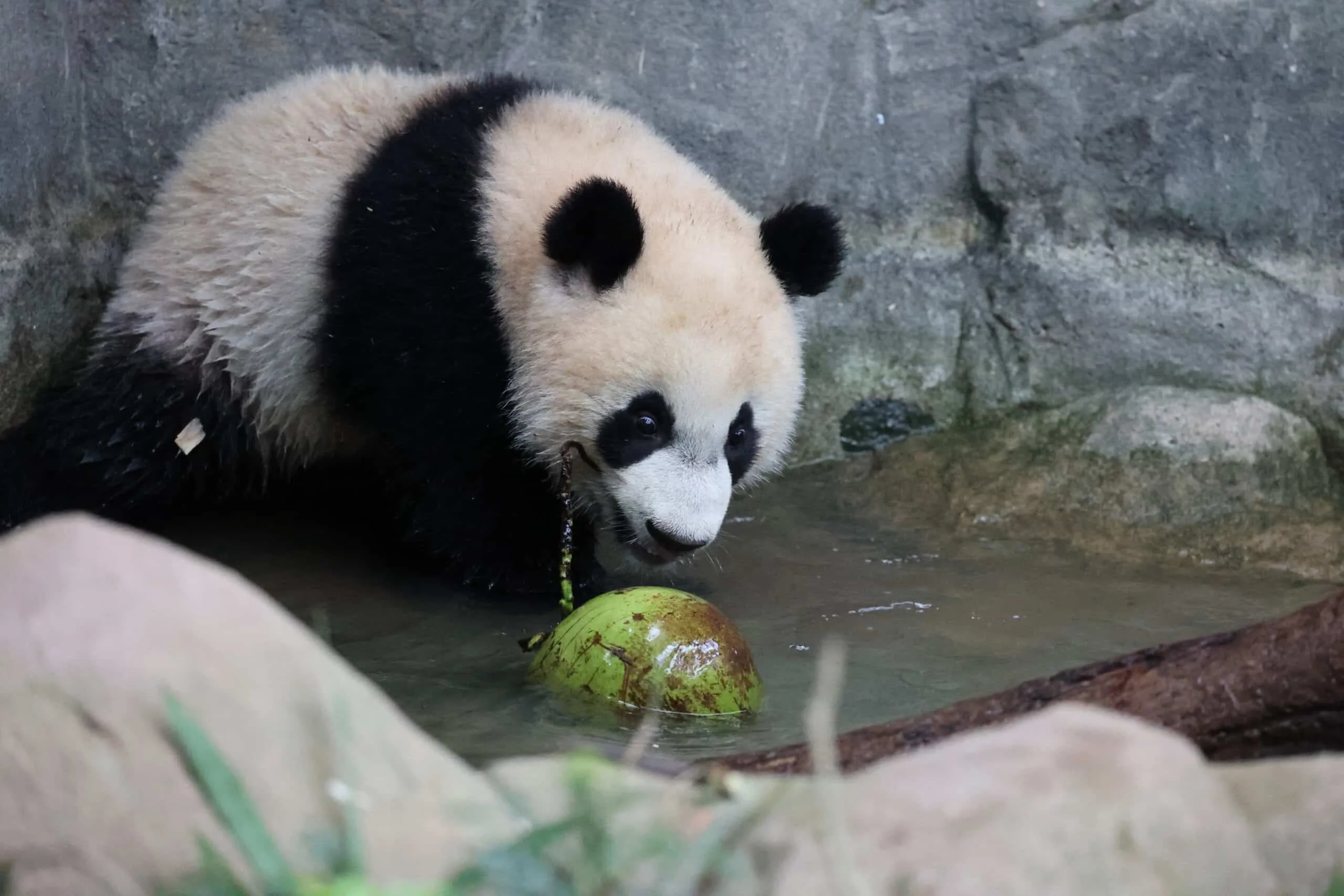 Mandai River Wonders